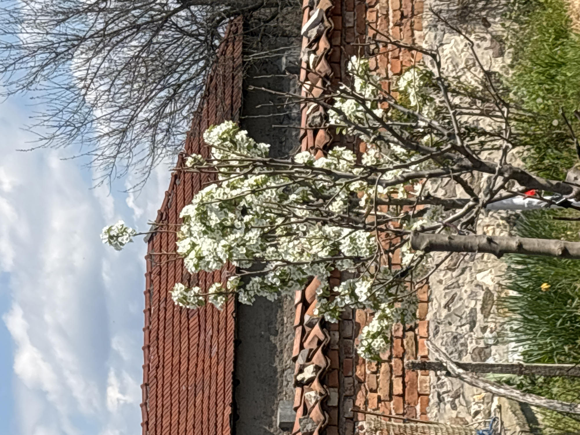 Spring blooms and quiet moments captured in Varbitsa, Bulgaria