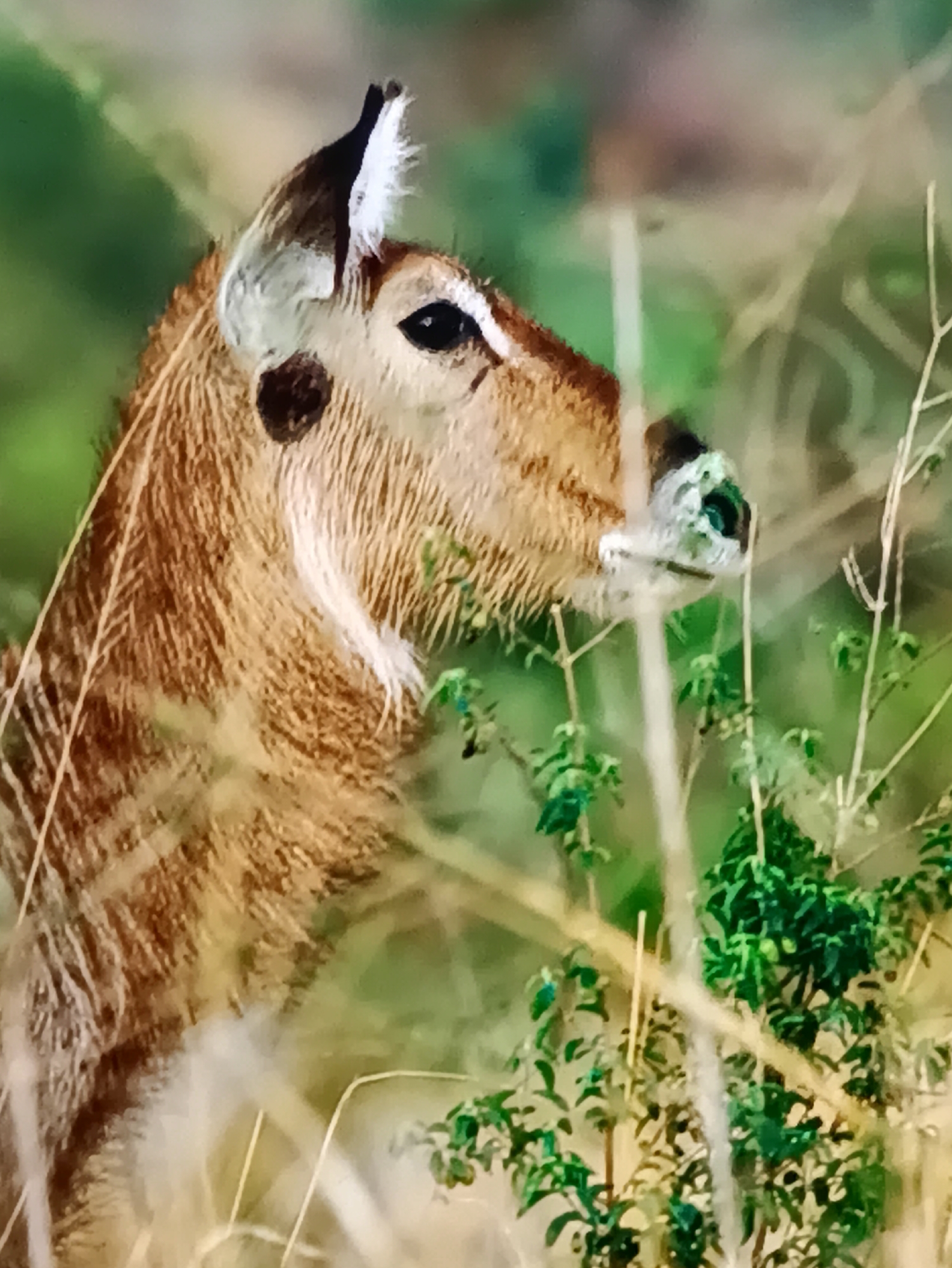 Wide-ranging animal photography at a Kamianets-Podilskyi wildlife venue