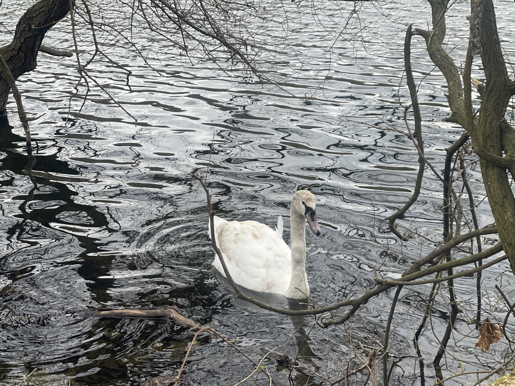 Juvenile mute swan spotted swimming in Berlin lake