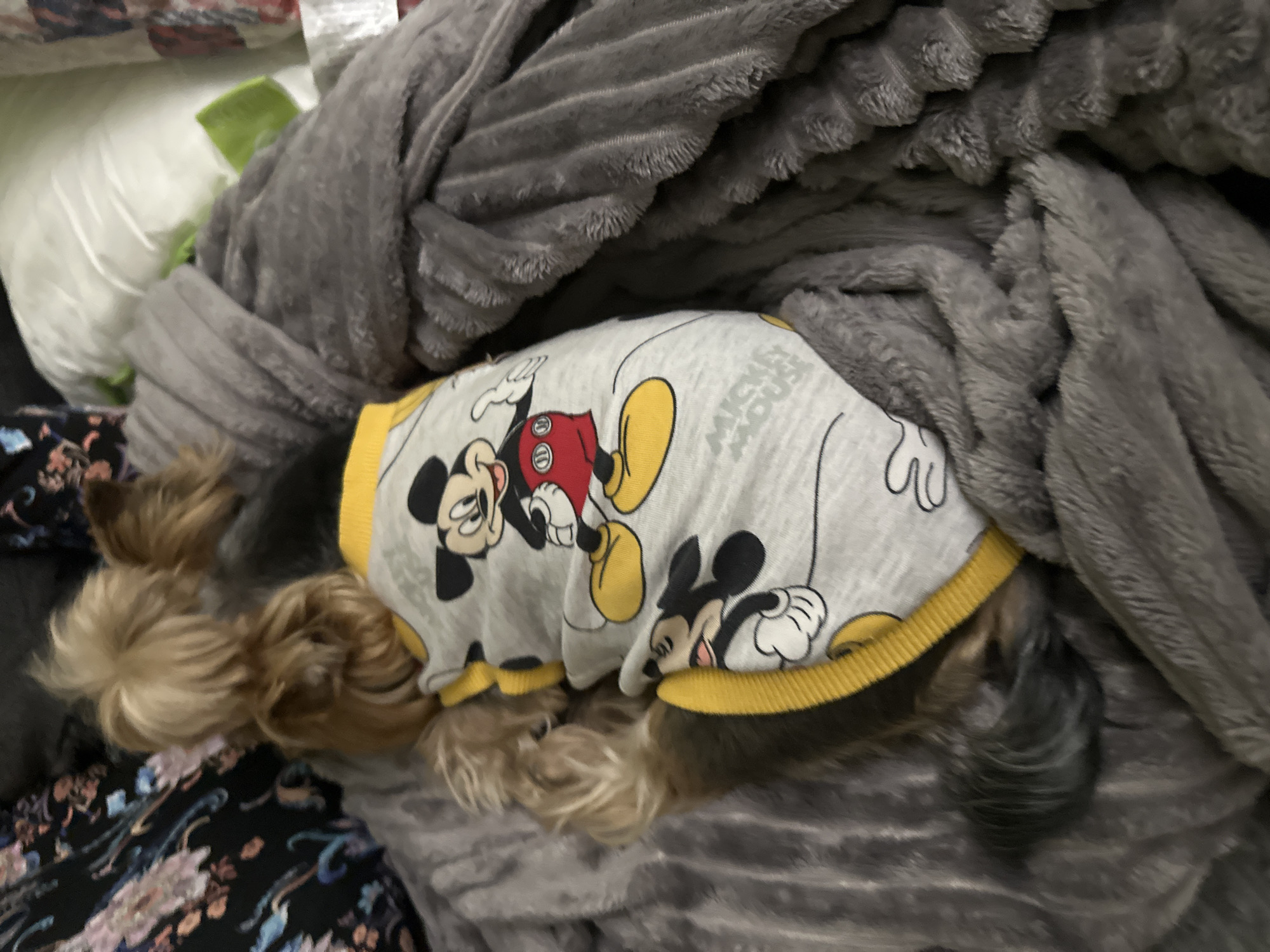 Yorkshire Terriers in themed outfits rest on bedding