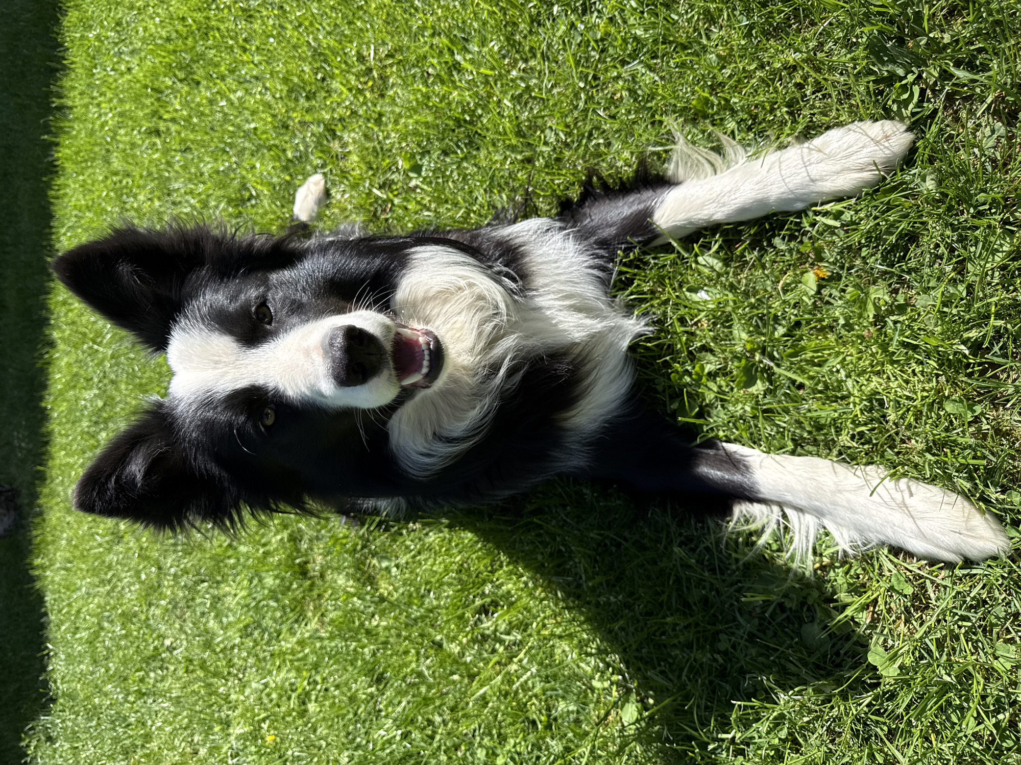 Morning pet photography session captured in Berkovitsa, Bulgaria