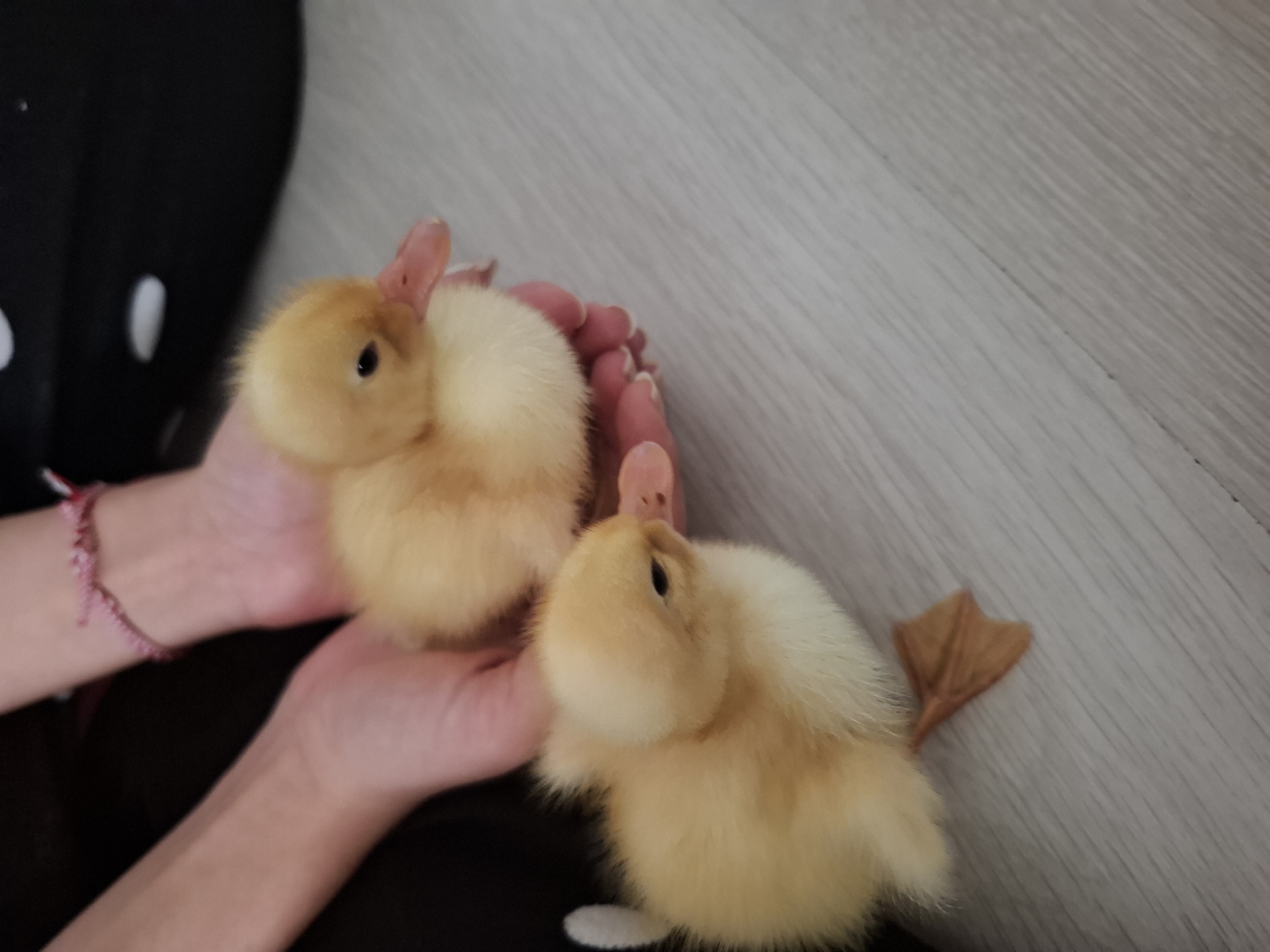 Tiny ducklings held and explored up close in Büyükçekmece