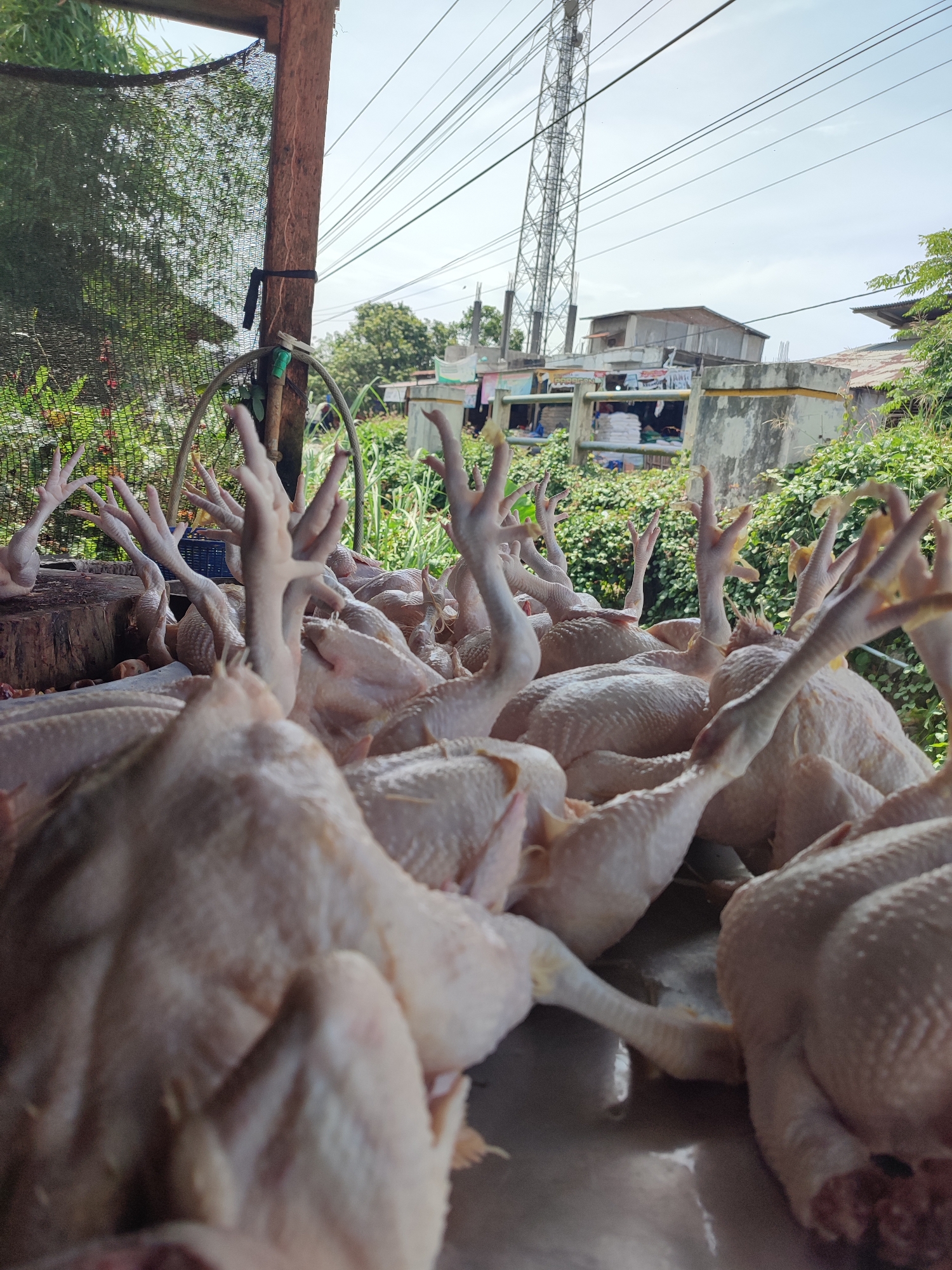 Raw chickens displayed at Indonesian market butchery