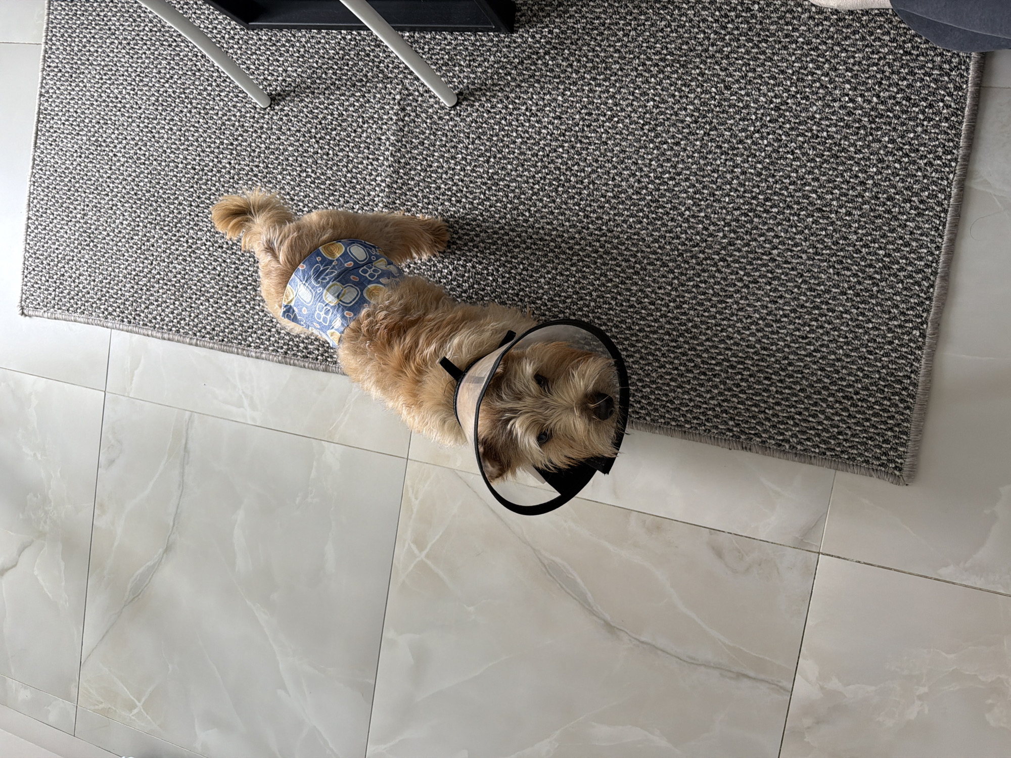 Recovering Dog Spotted Wearing Cone Collar and Medical Diaper