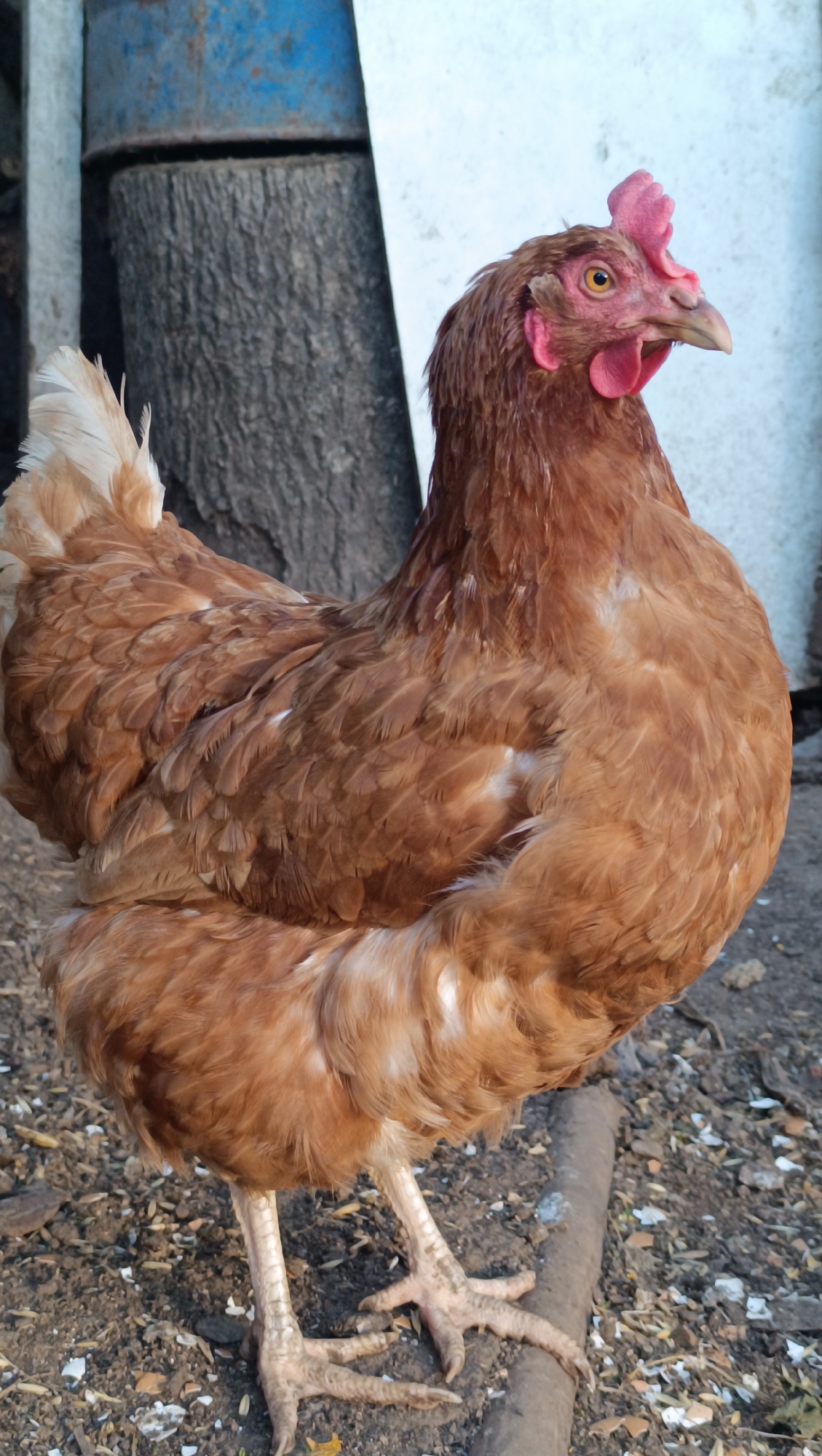 Garden flowers, farm animals, and backyard life in rural Russia
