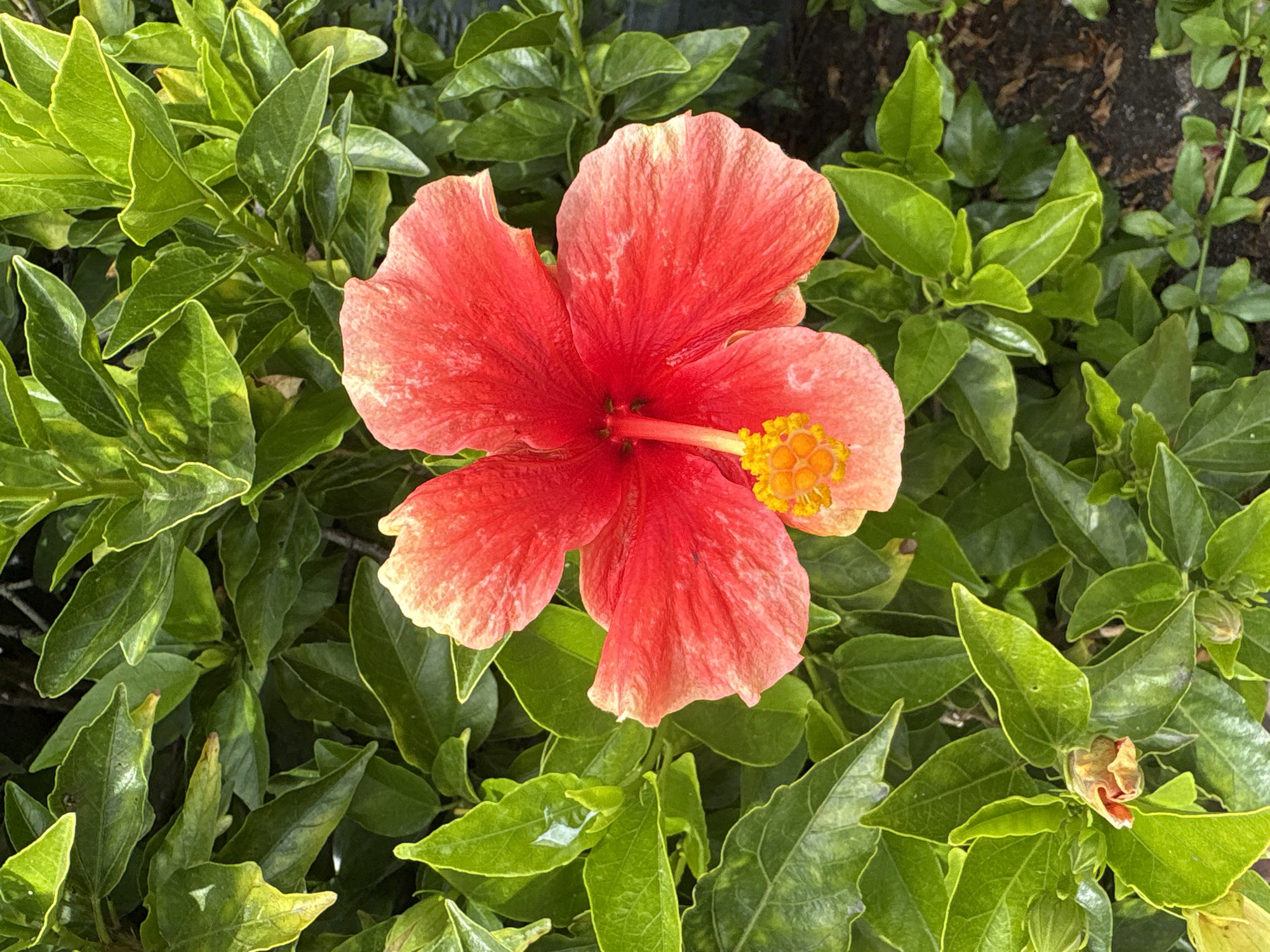 Person with tattooed legs spotted near blooming hibiscus in Seal Beach