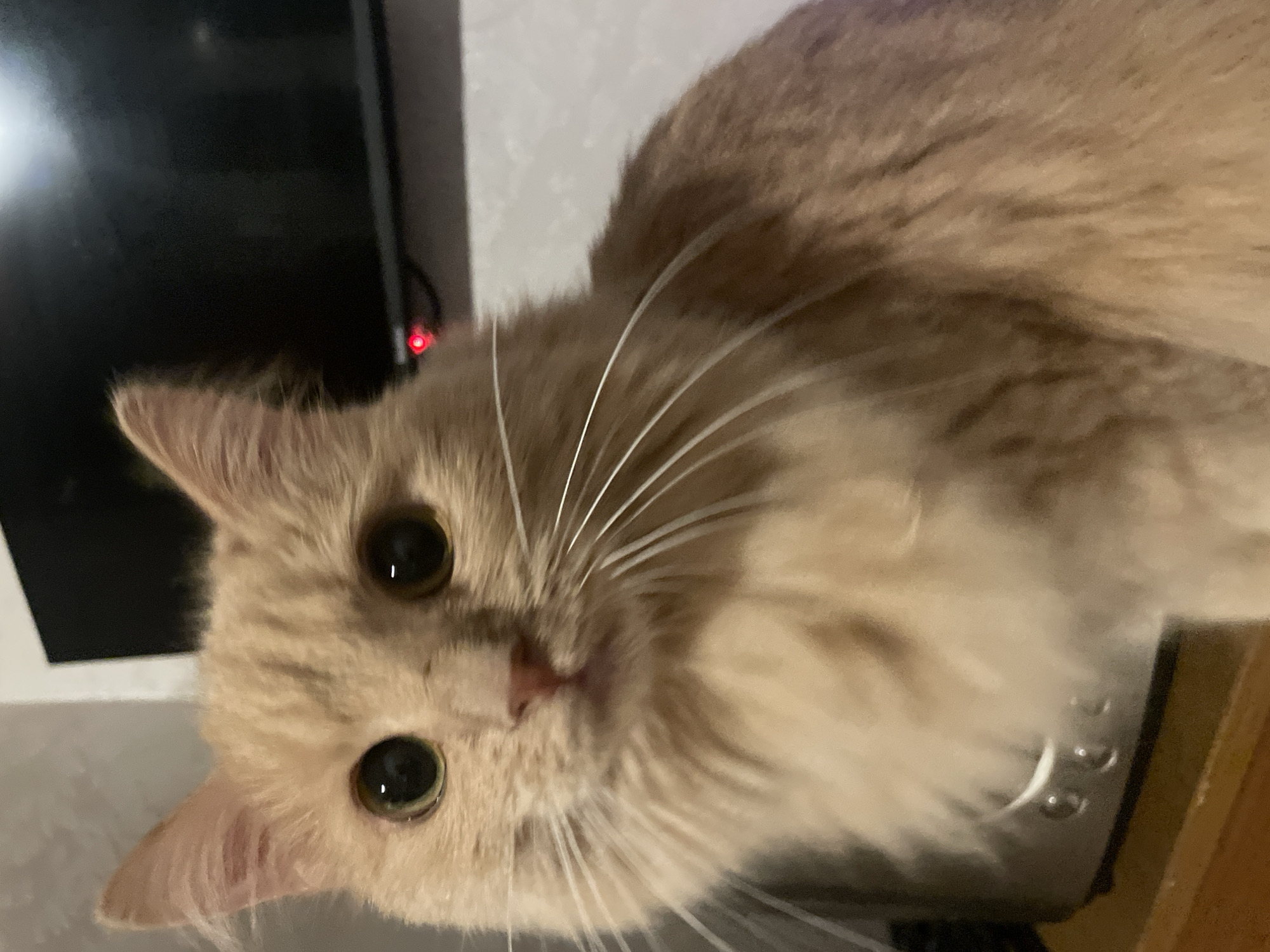 Fluffy ginger cat holds eye contact in Moscow close-ups