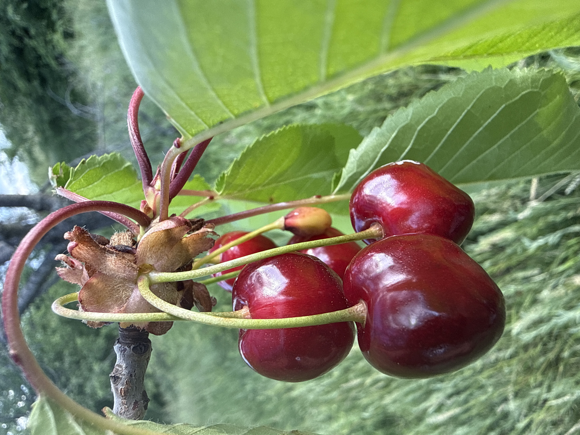 Ripe cherries spotted on tree in Bulgarian village