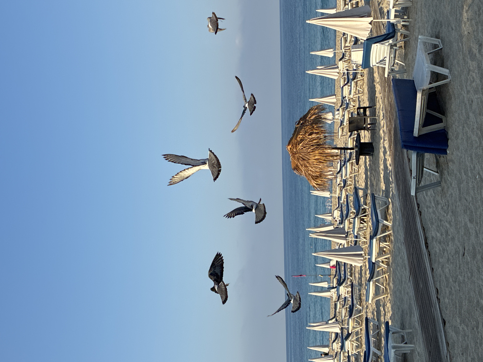 Quiet morning at Cleopatra Beach, Alanya, with animals in motion