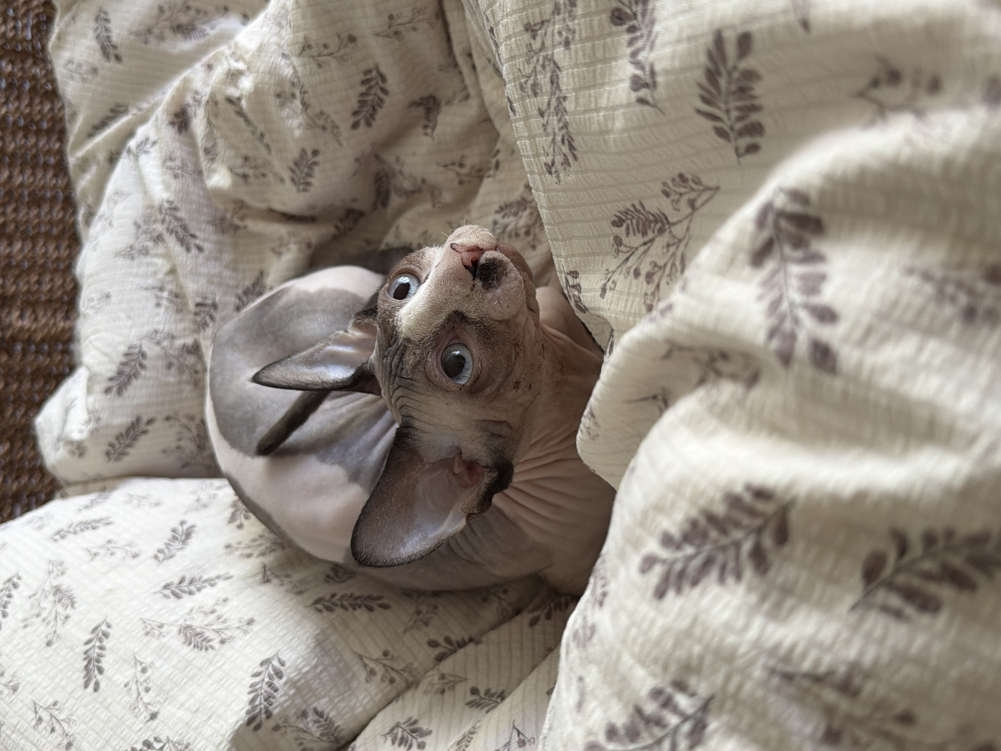 Sphynx cat rests on patterned bedding in bedroom