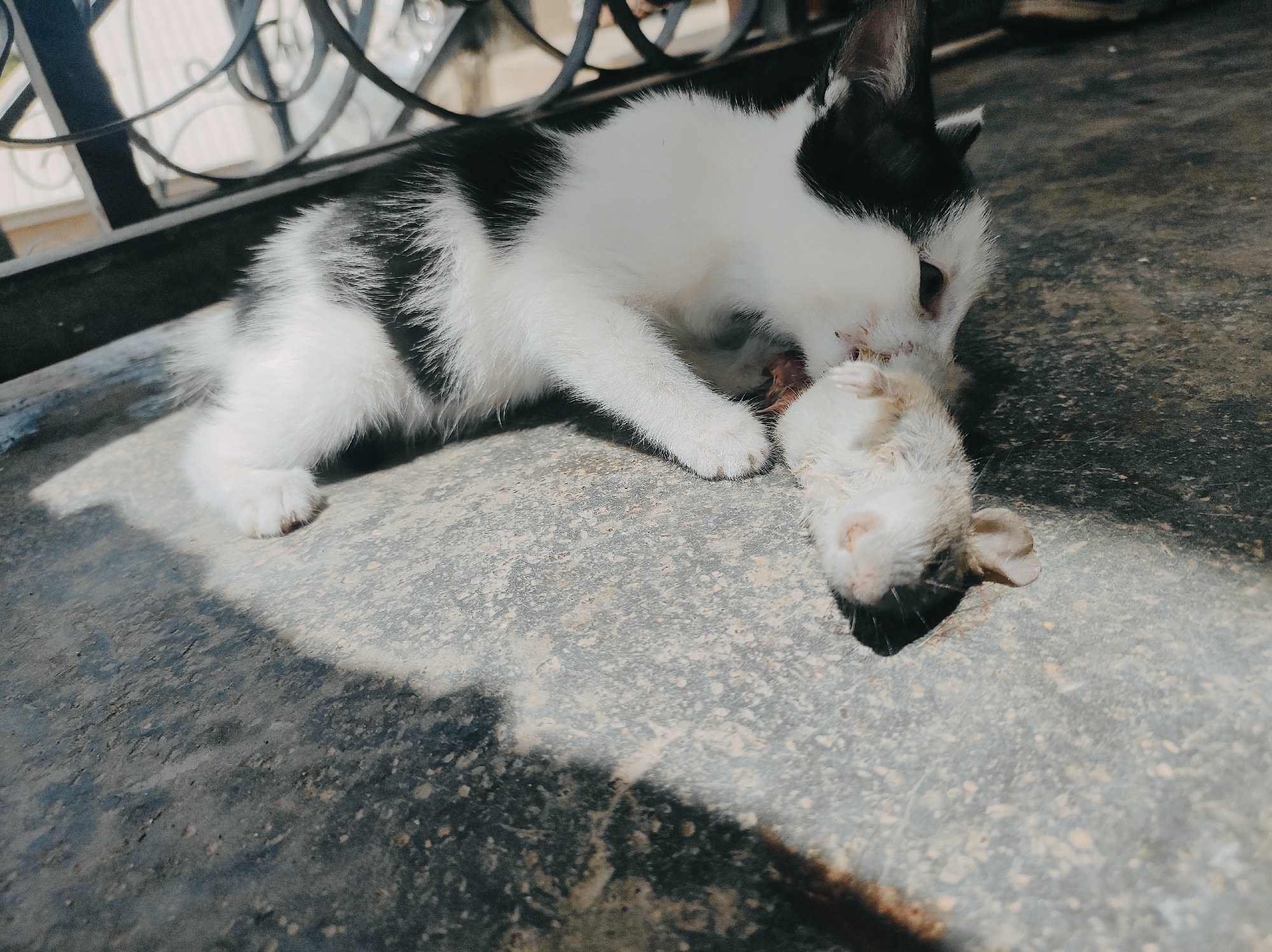Kitten found with dead rodent in Jos, Nigeria
