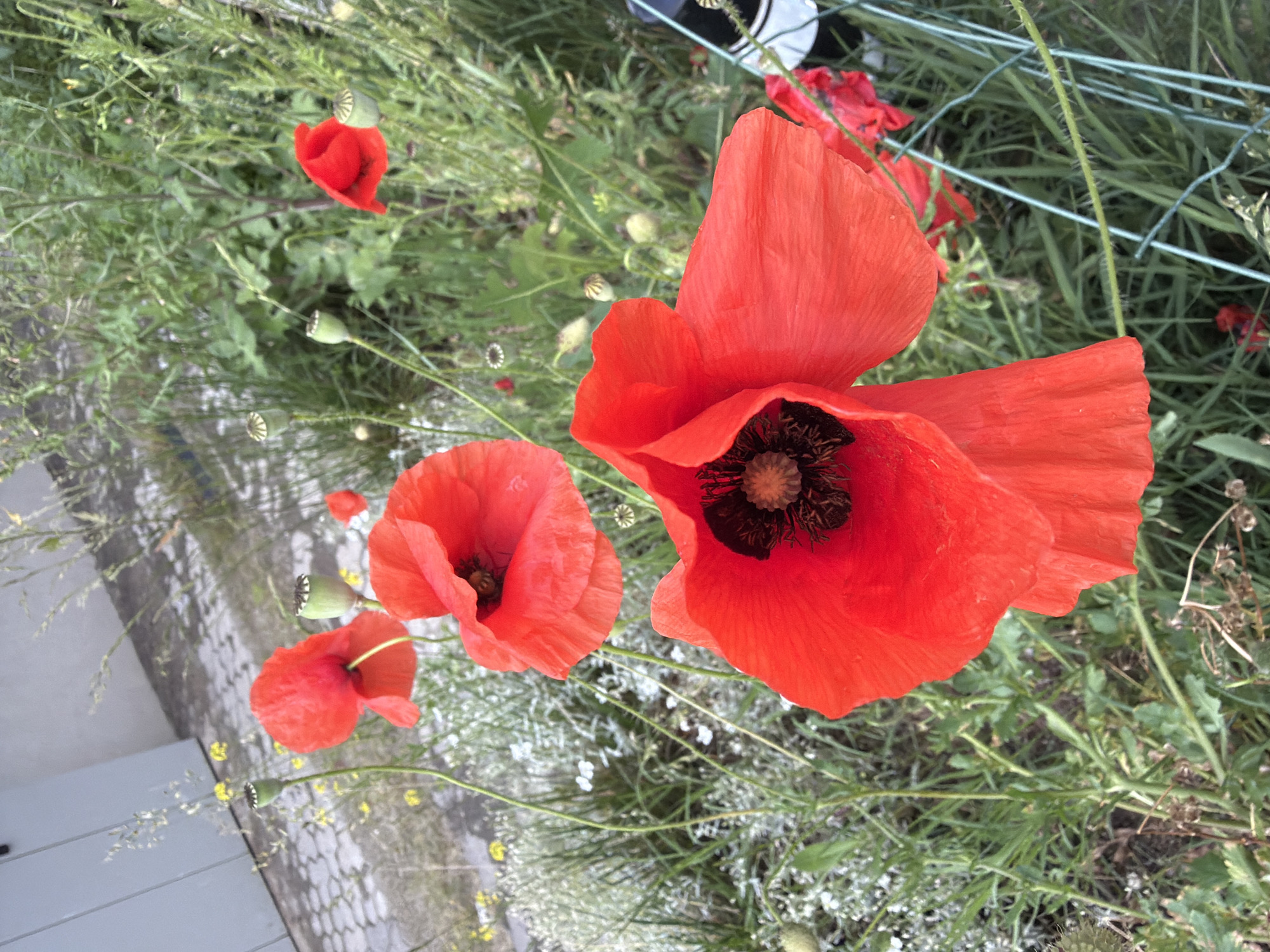 Sofia resident documents everyday moments across city afternoon