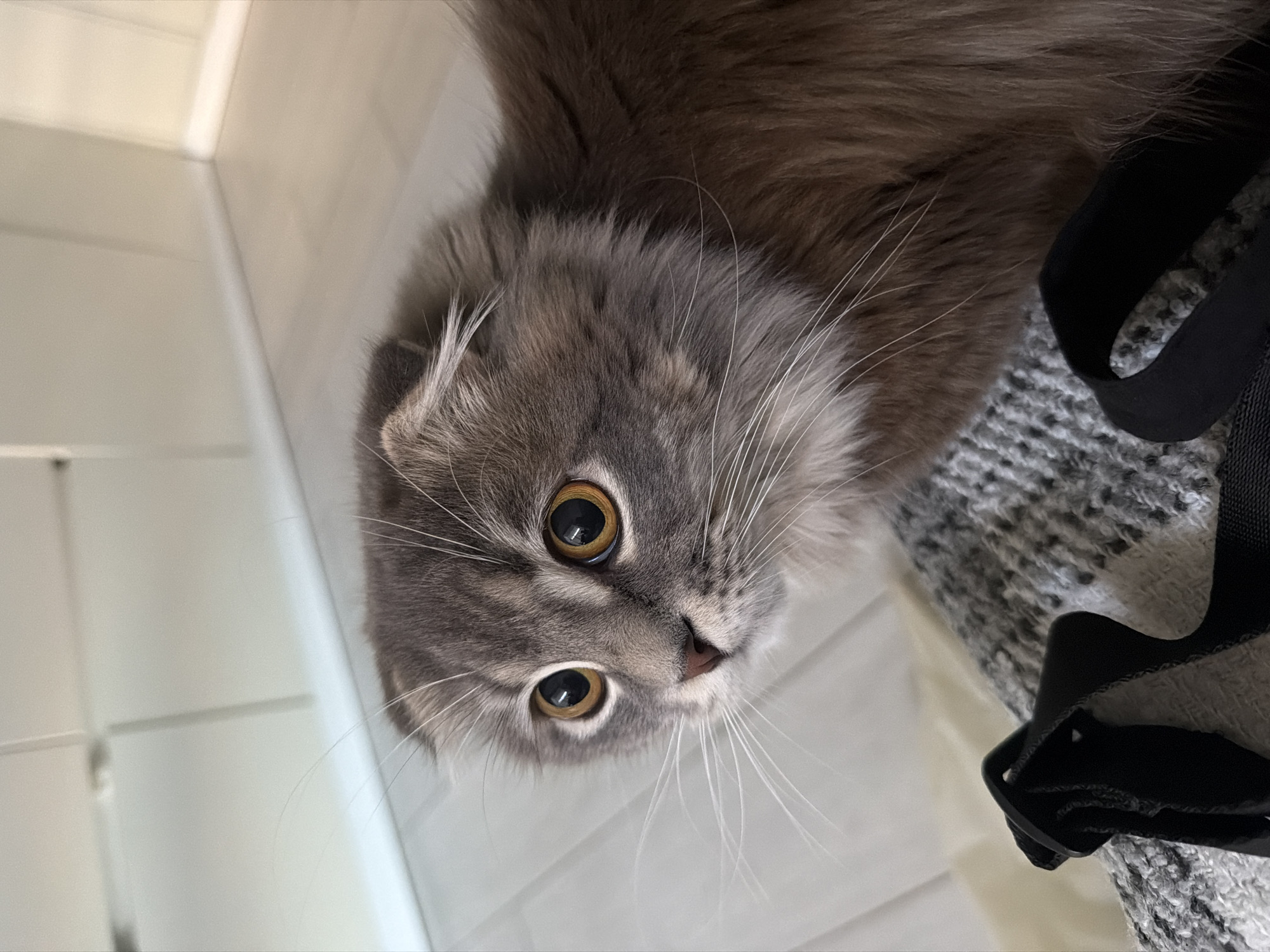 Scottish Fold cat at home in Vovchynets, everyday moments