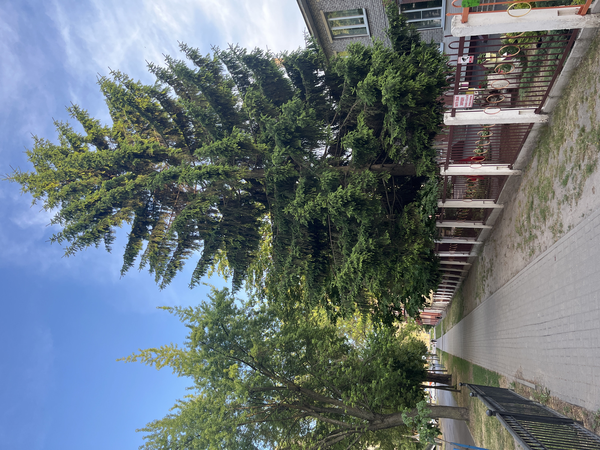 Evening neighborhood walk captures urban gardens and street life