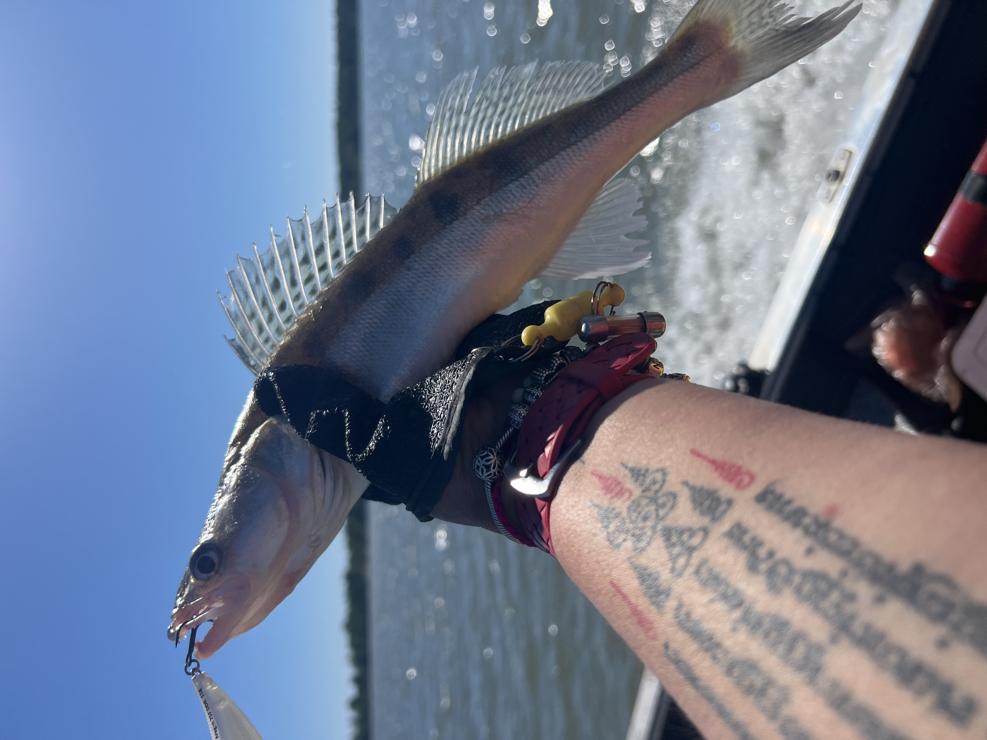 Walleye catches up close at Borovoe