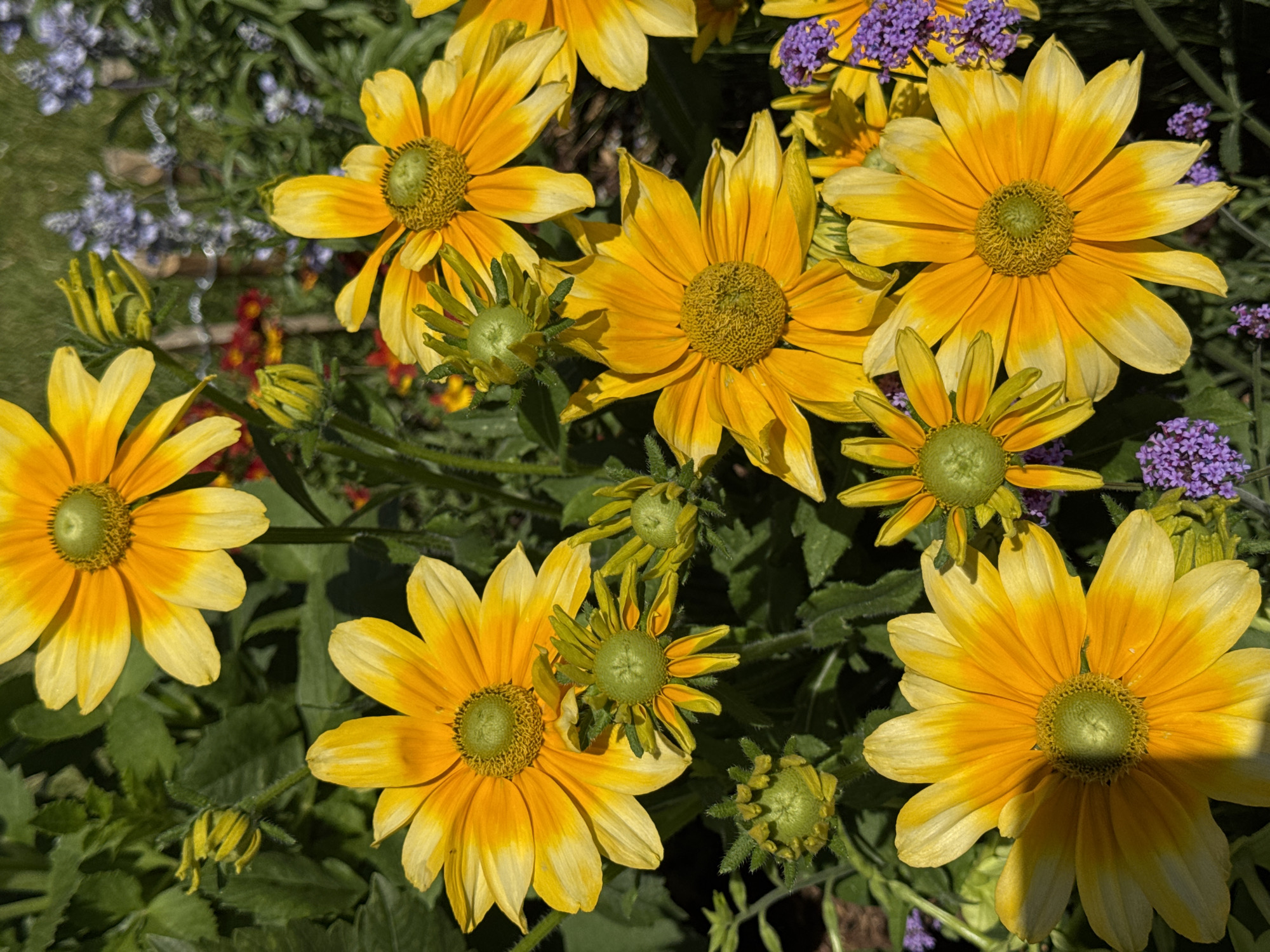 Summer blooms and a bumblebee in a Bratislava garden