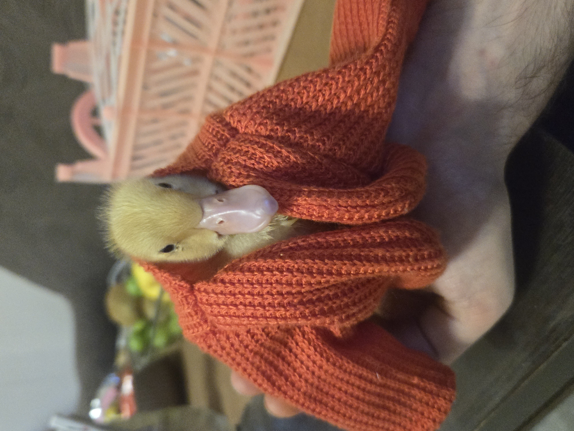Yerevan resident documents duckling, cityscape, religious art over 30 minutes