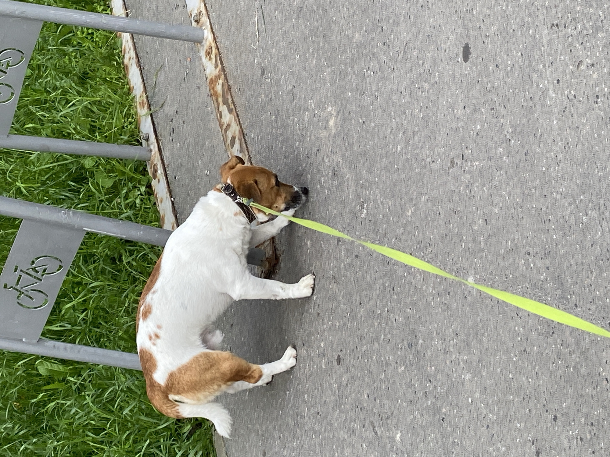 Jack Russell Terrier on a morning walk through Saint Petersburg