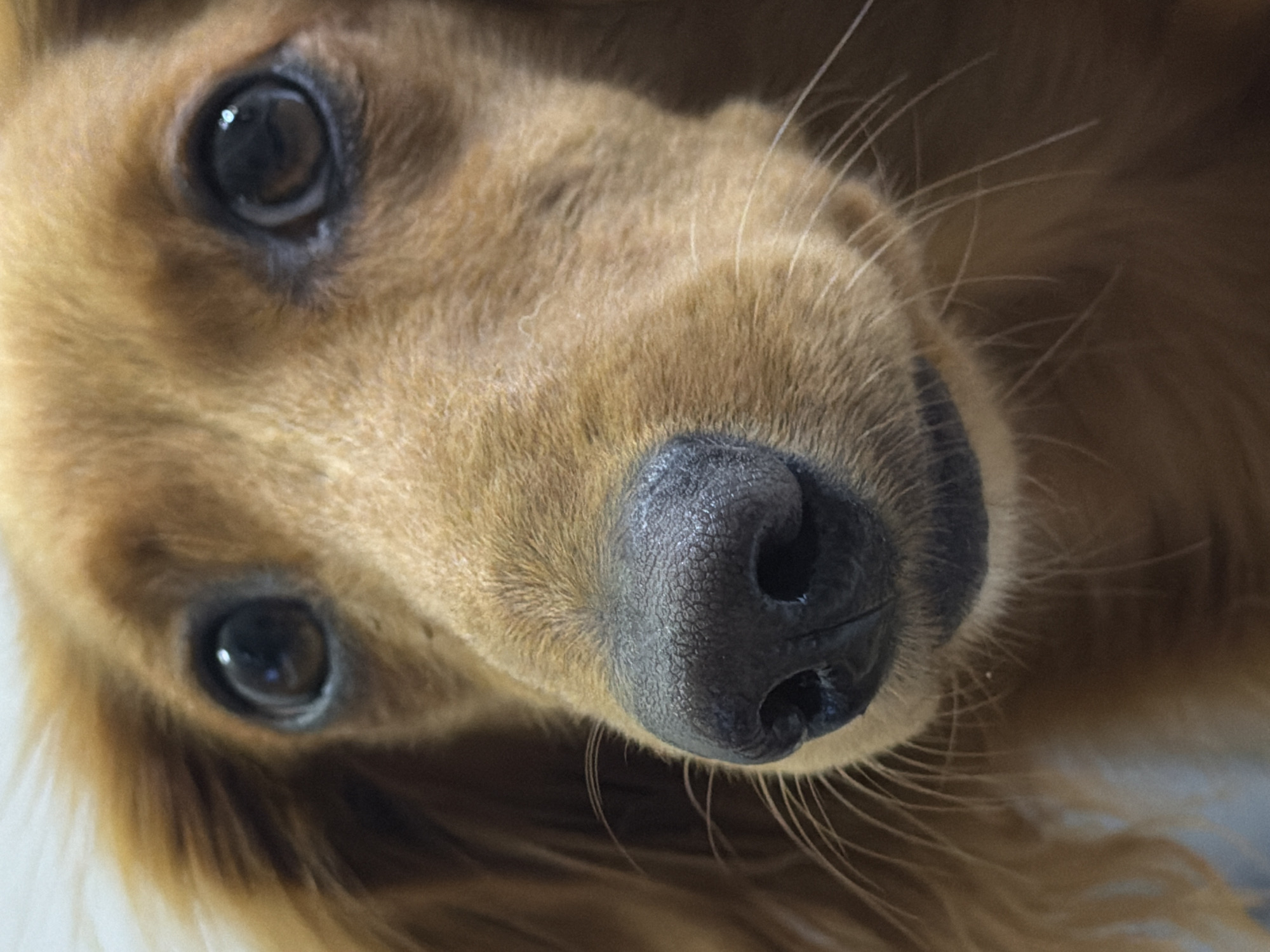 Dachshund and golden retriever hanging out in Sochi