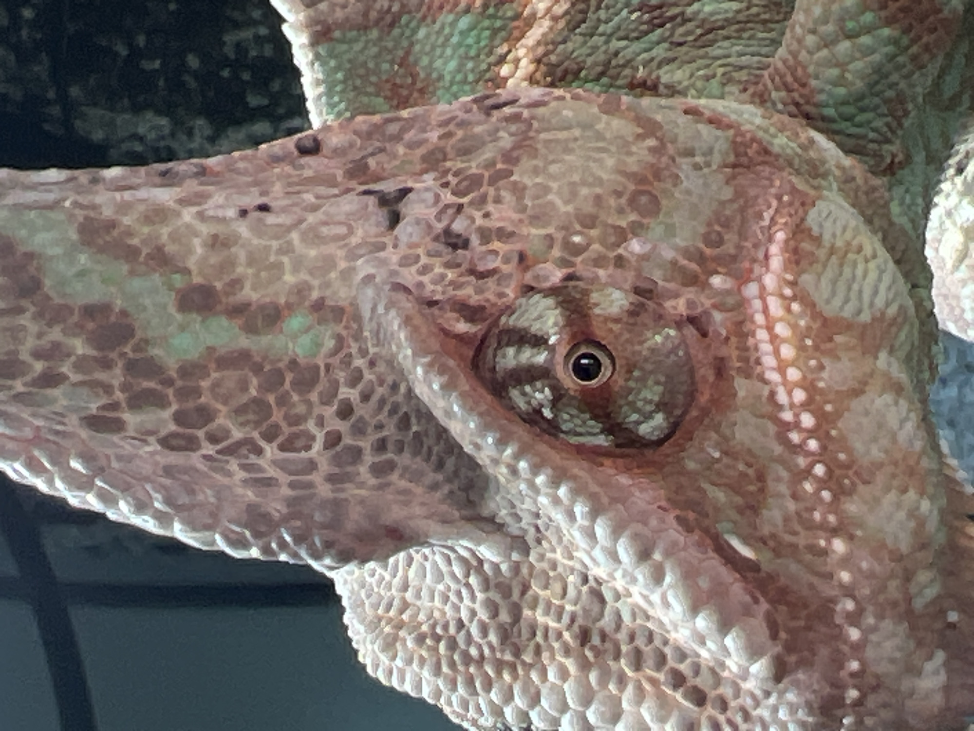 Chameleon photographed in close detail in Moscow