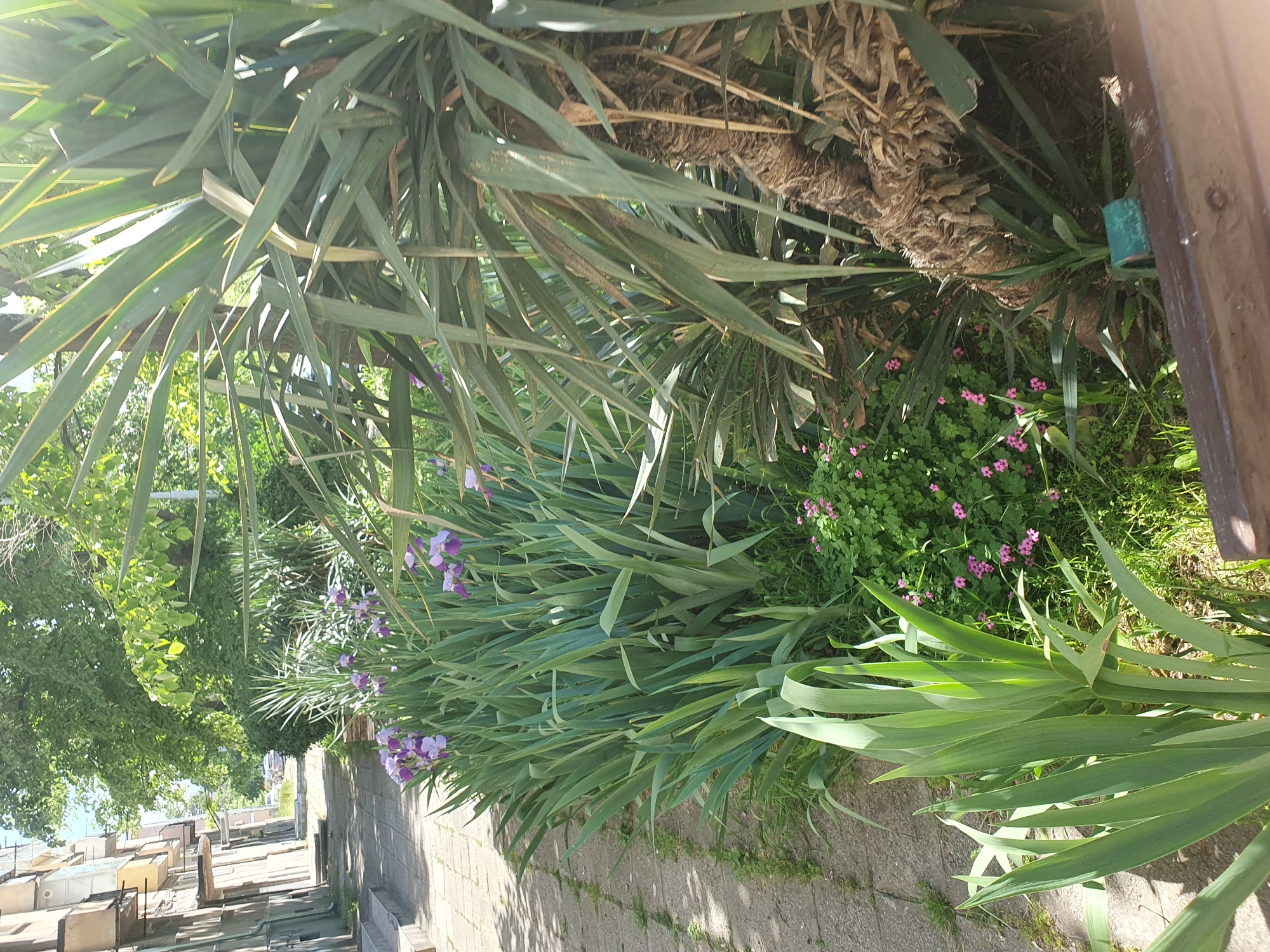 Spring flowers documented during midday walk in Plovdiv, Bulgaria