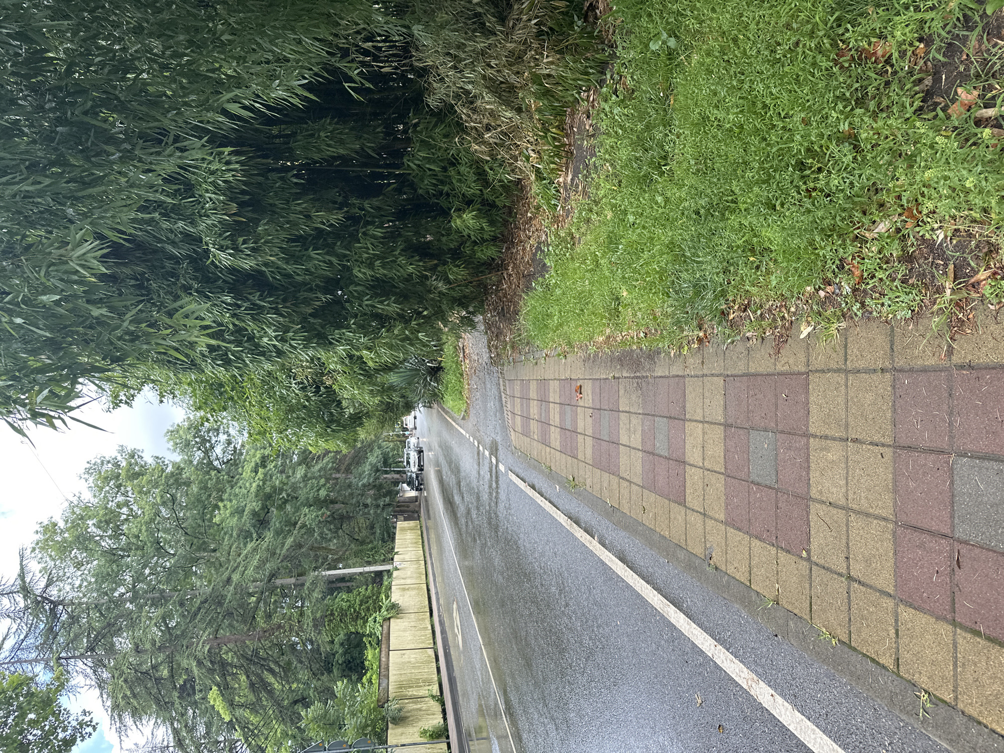 Rainy Sochi street scene with wet roads and urban greenery