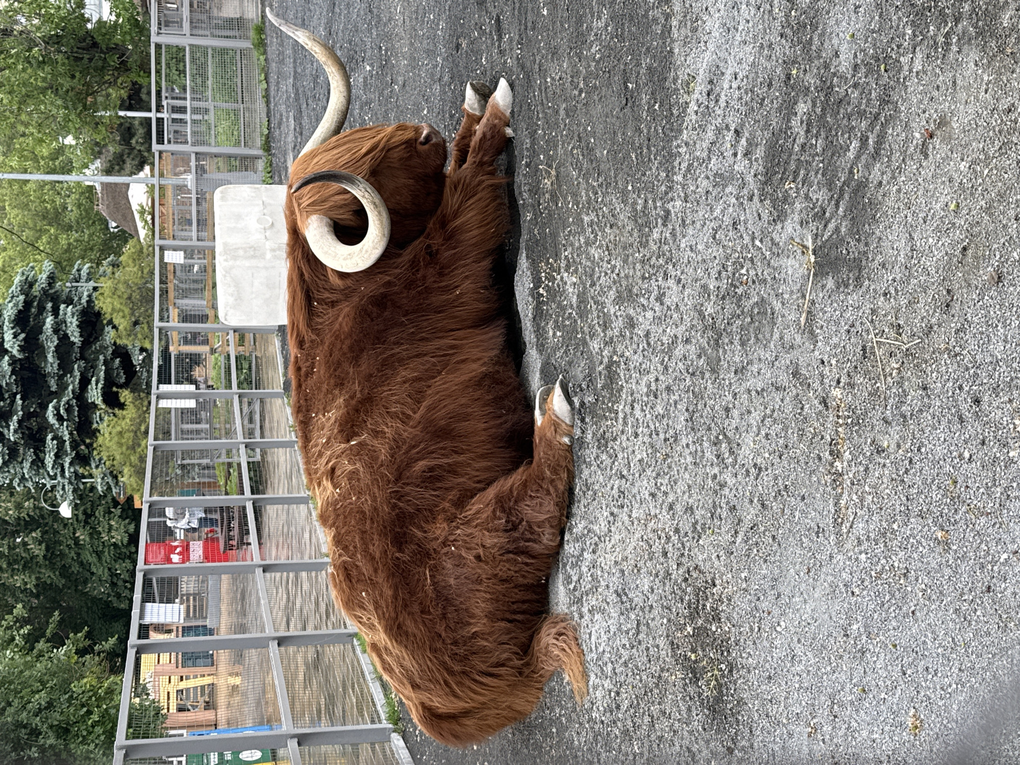 Moscow zoo visit captures Highland cattle, farm animals, playground