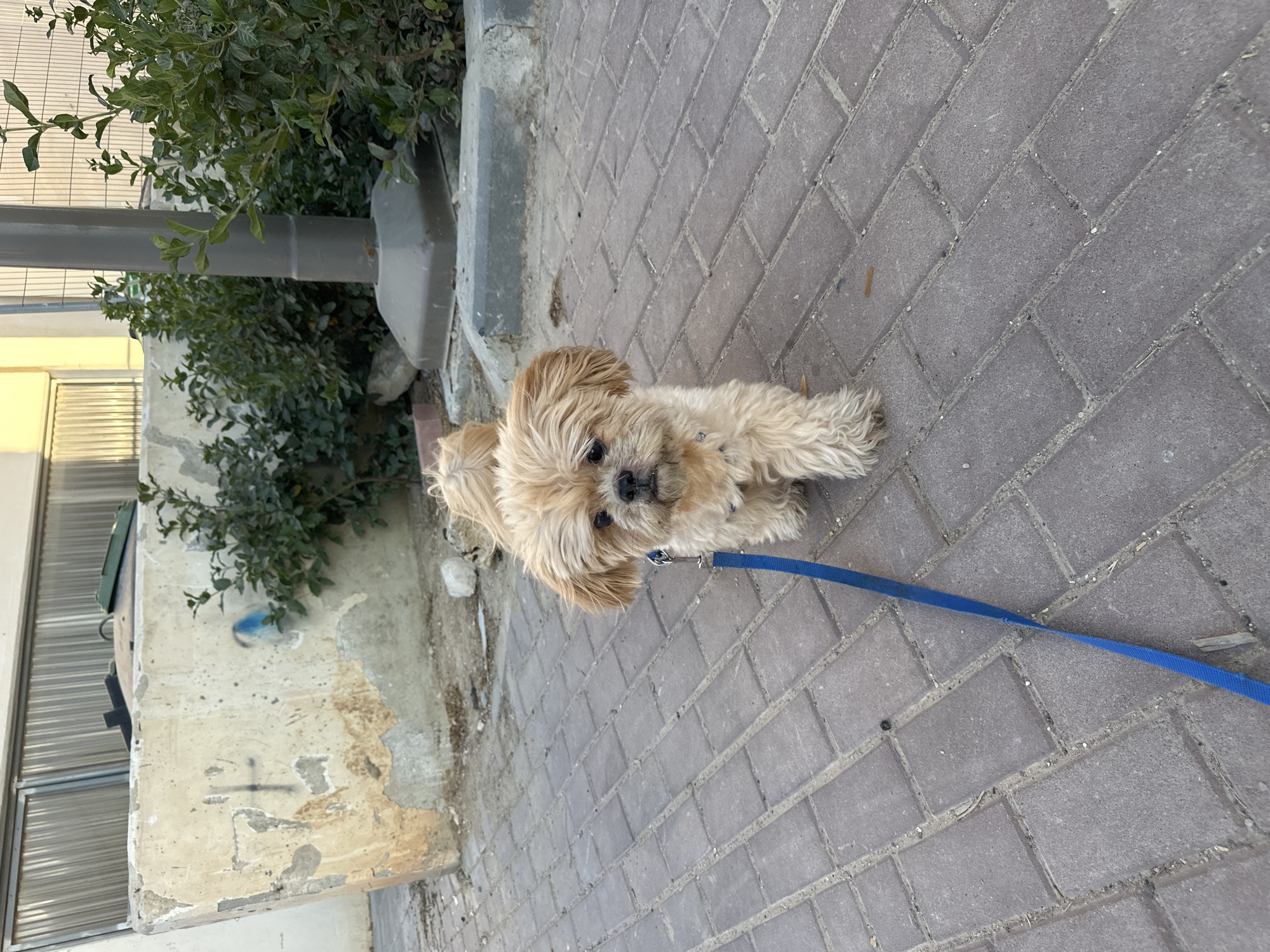 Afternoon dog walk under a hazy sun in Arad