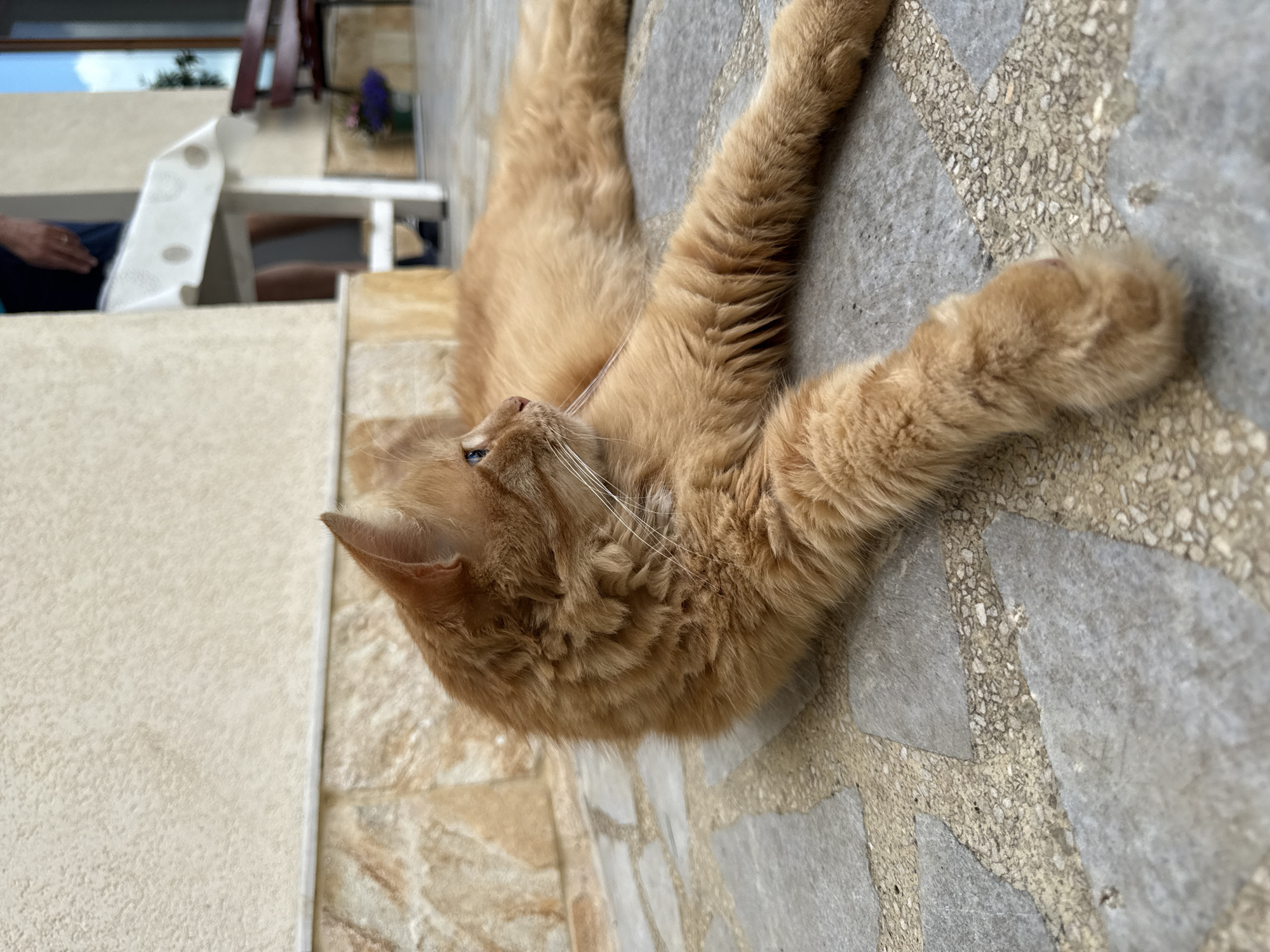 Photographer captures peaceful cats and dogs in Berkovitsa, Bulgaria