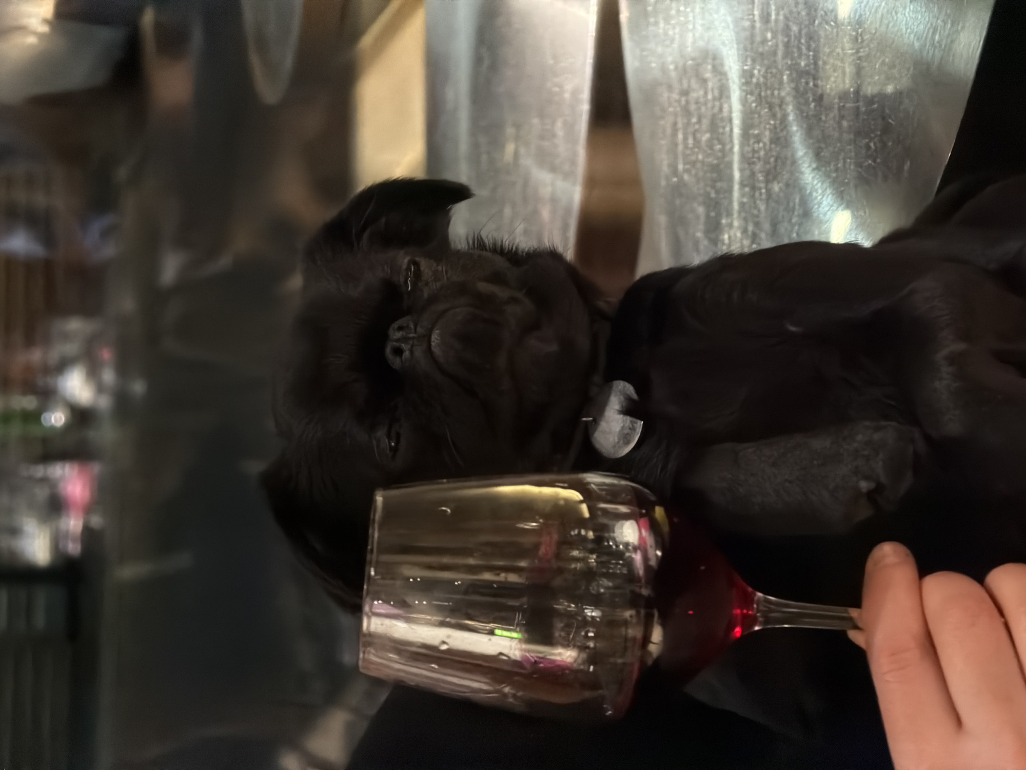 Dogs play at Moscow restaurant gathering with balloons, drinks