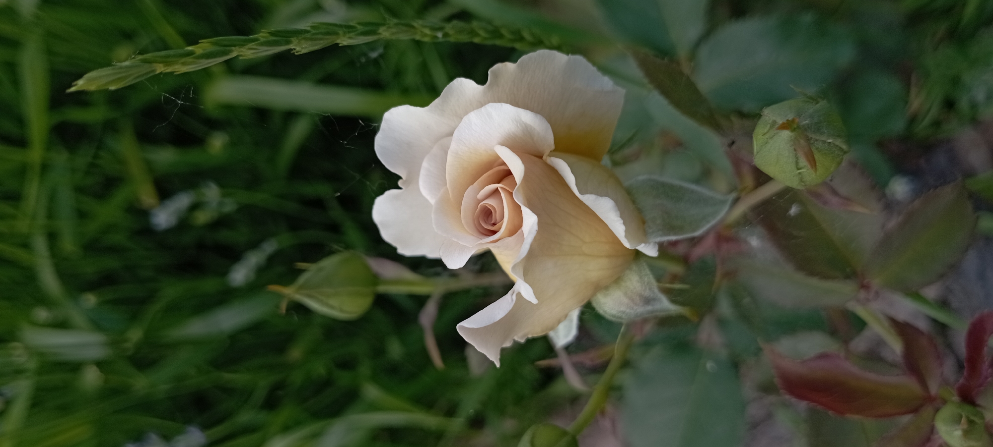 Garden photography session captures blooming roses and dachshund in Ukraine