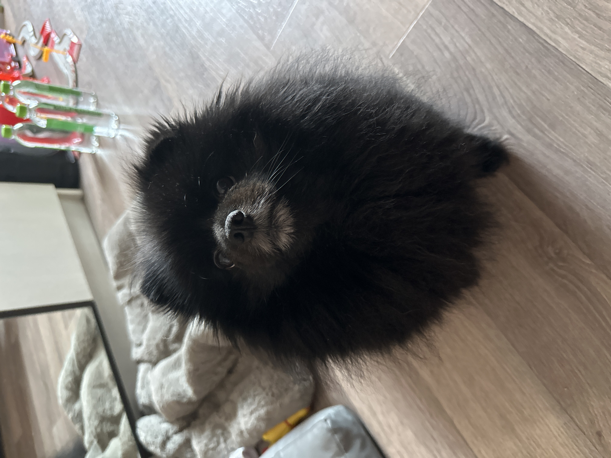 Fluffy black Pomeranian poses on a wooden floor in Petropavl
