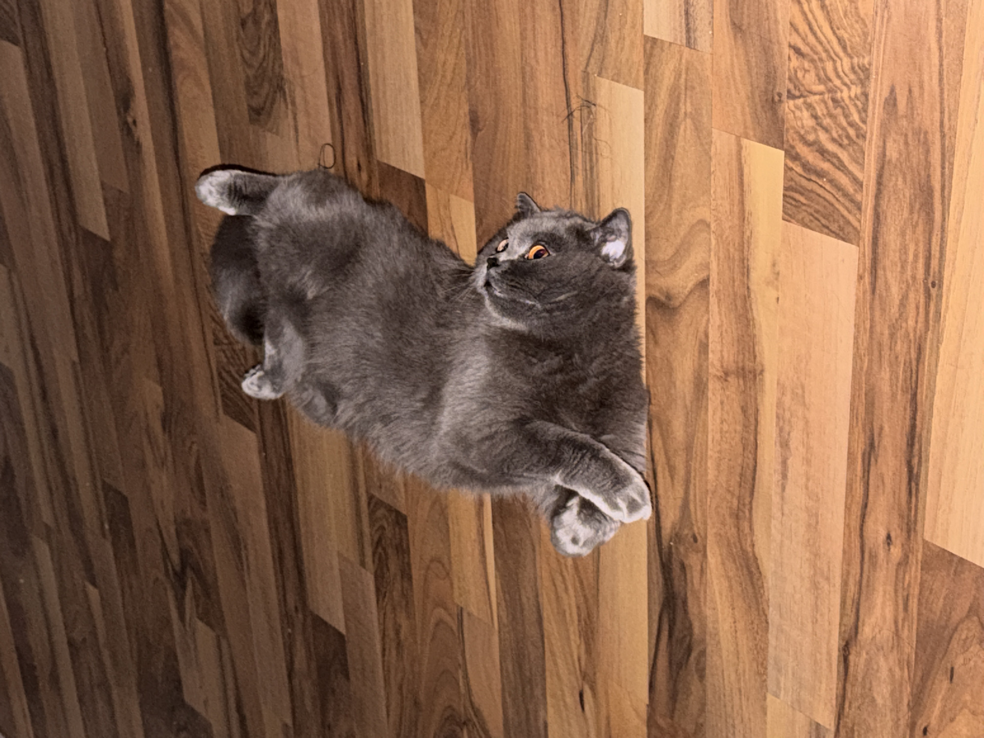 Grey cat lounging on a wooden floor in Kyiv