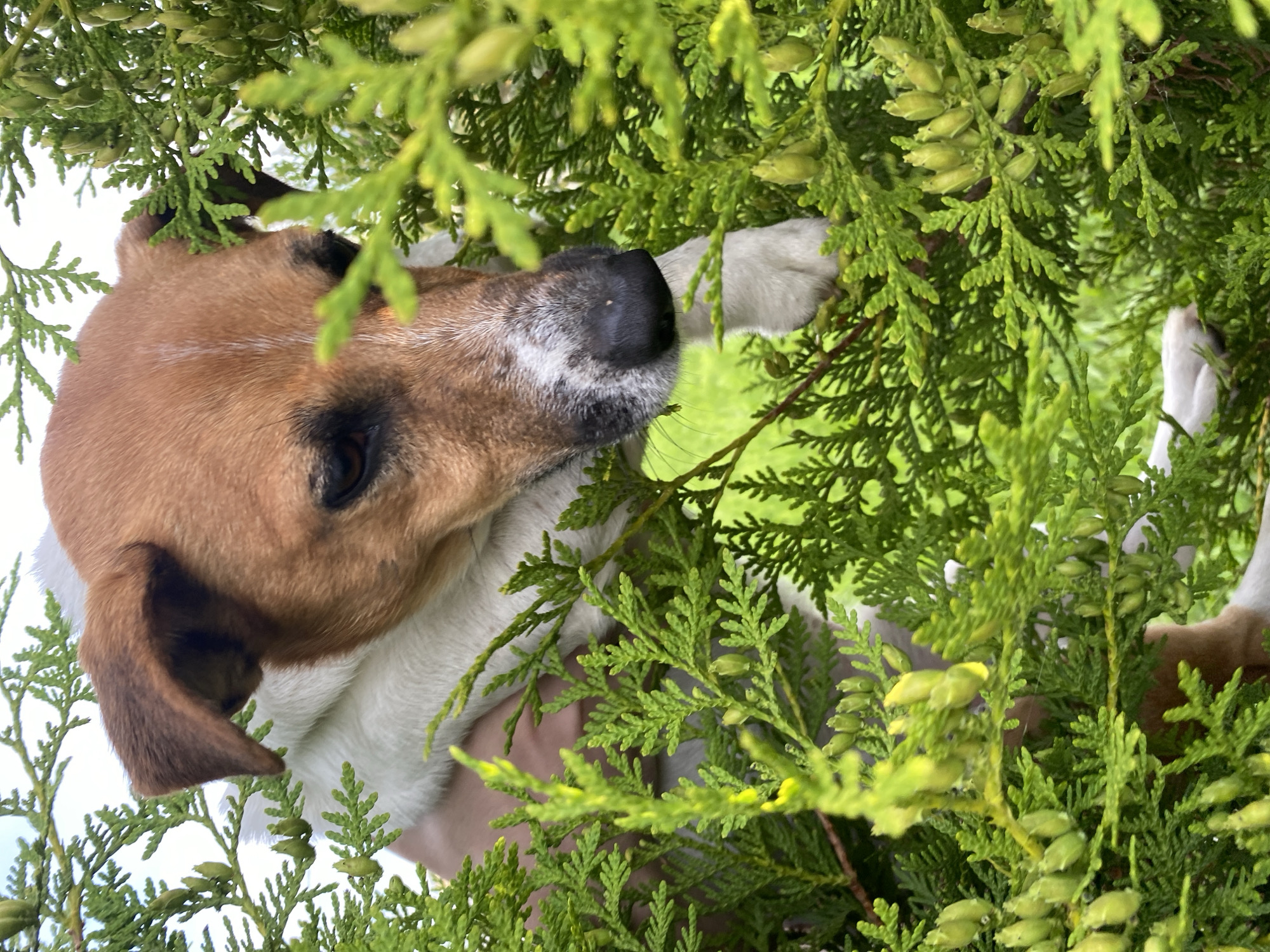 Summer evening at a Russian dacha with a Jack Russell Terrier