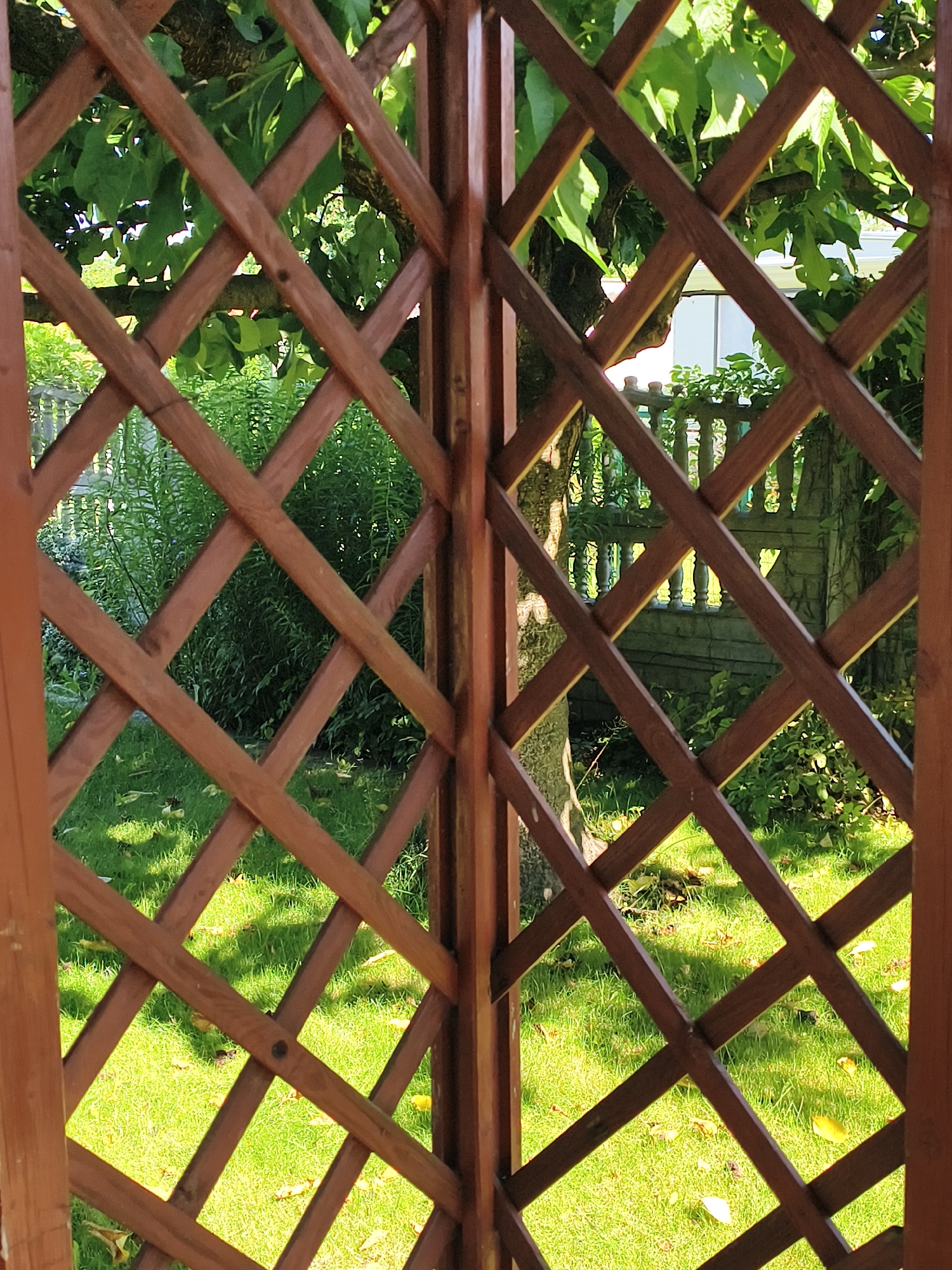Late-summer garden details in Tczew: lattice, vines, and rose hips