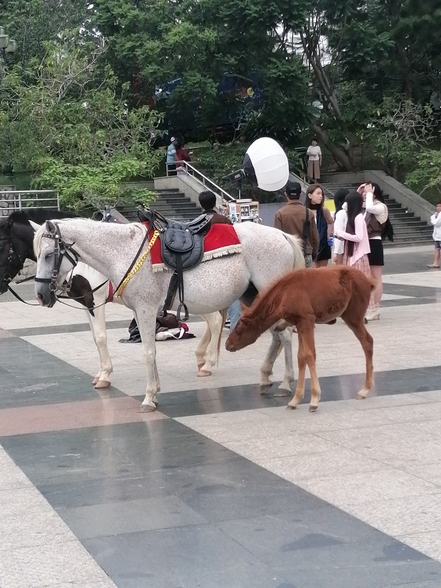 Da Lat plaza buzzes with tourists, horses, and dogs on a July morning