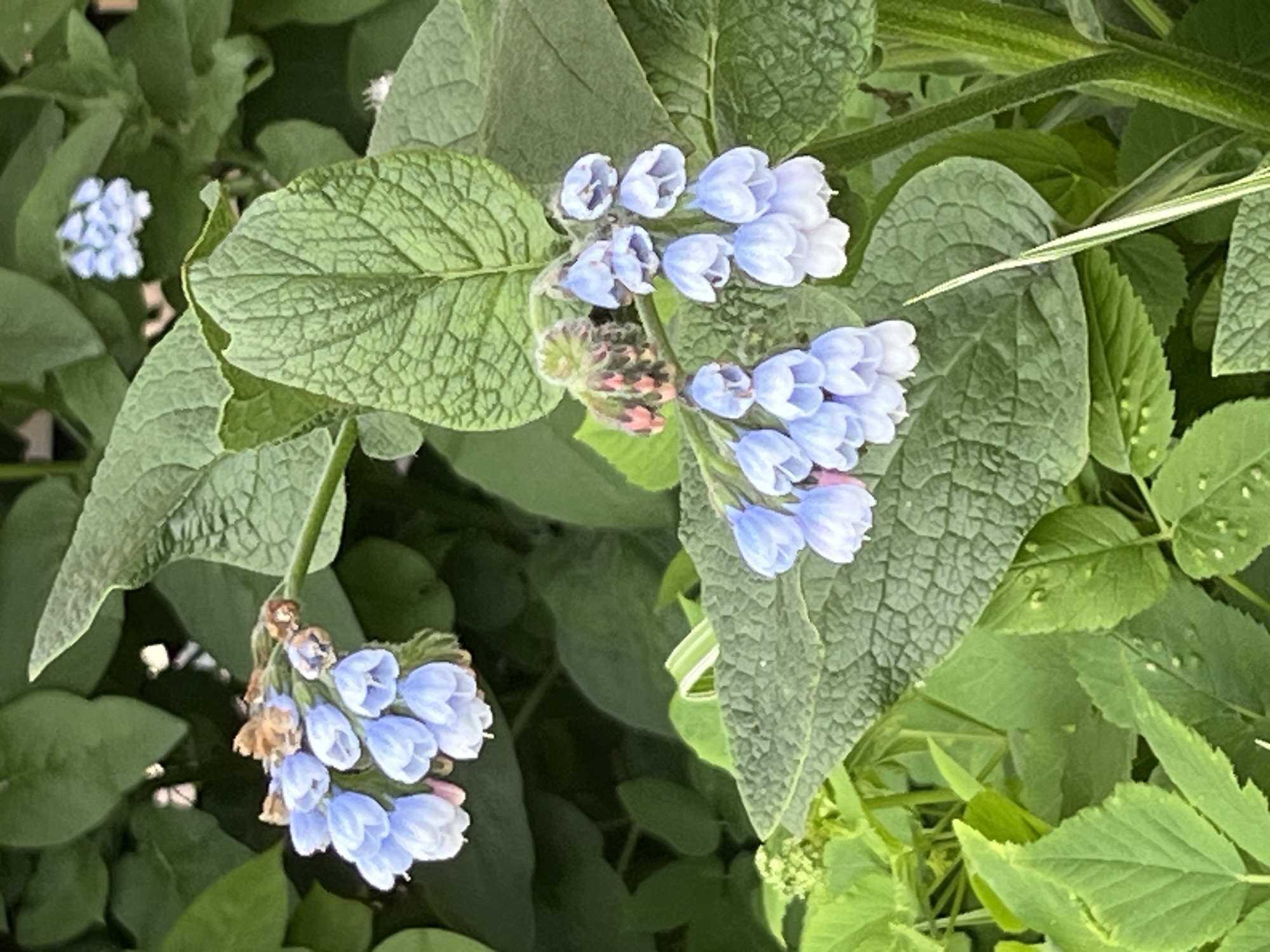 Blue bell-shaped flowers photographed in Saint Petersburg garden