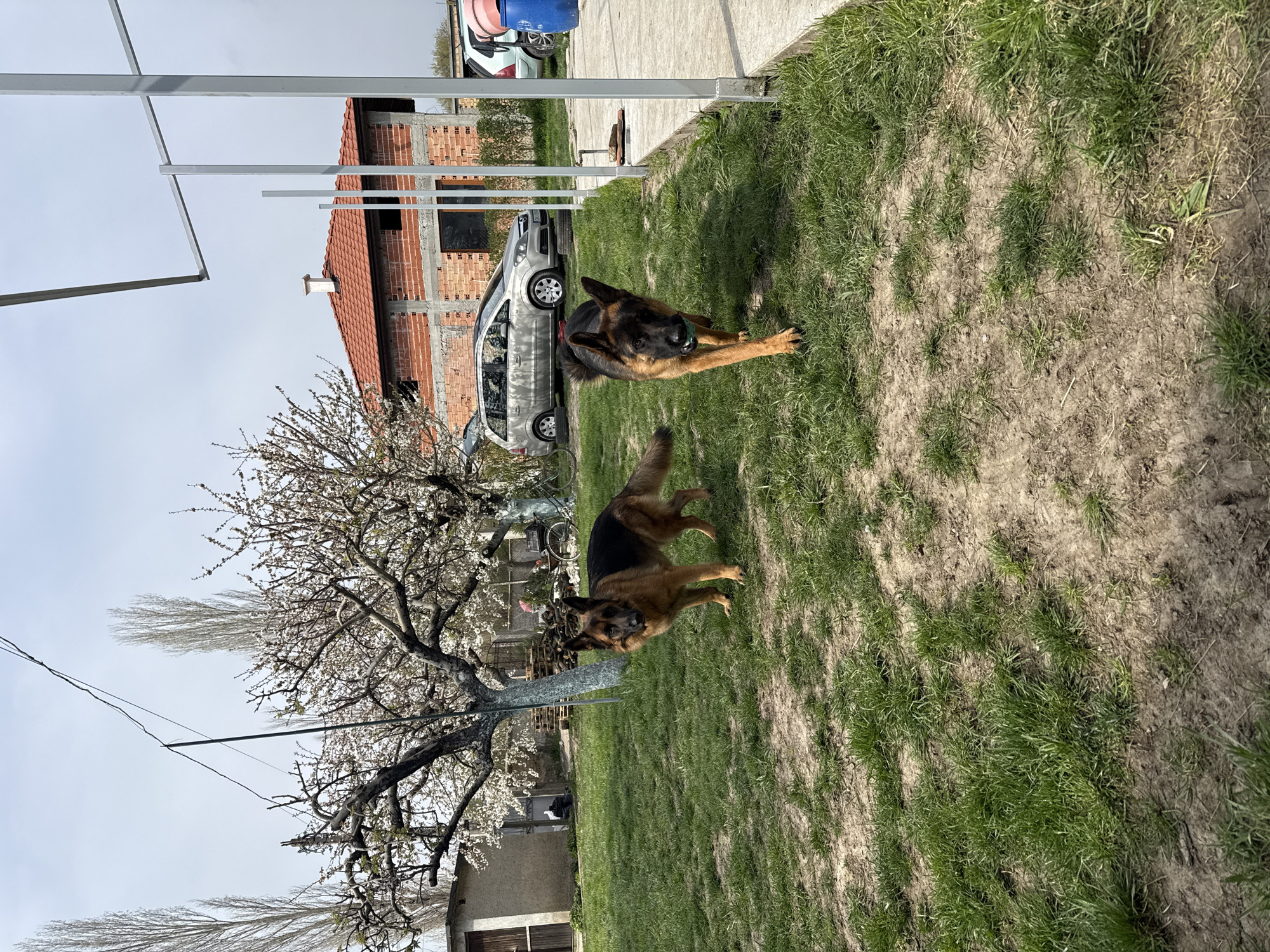 Two German Shepherds spotted on lawn in Topolchane, Bulgaria