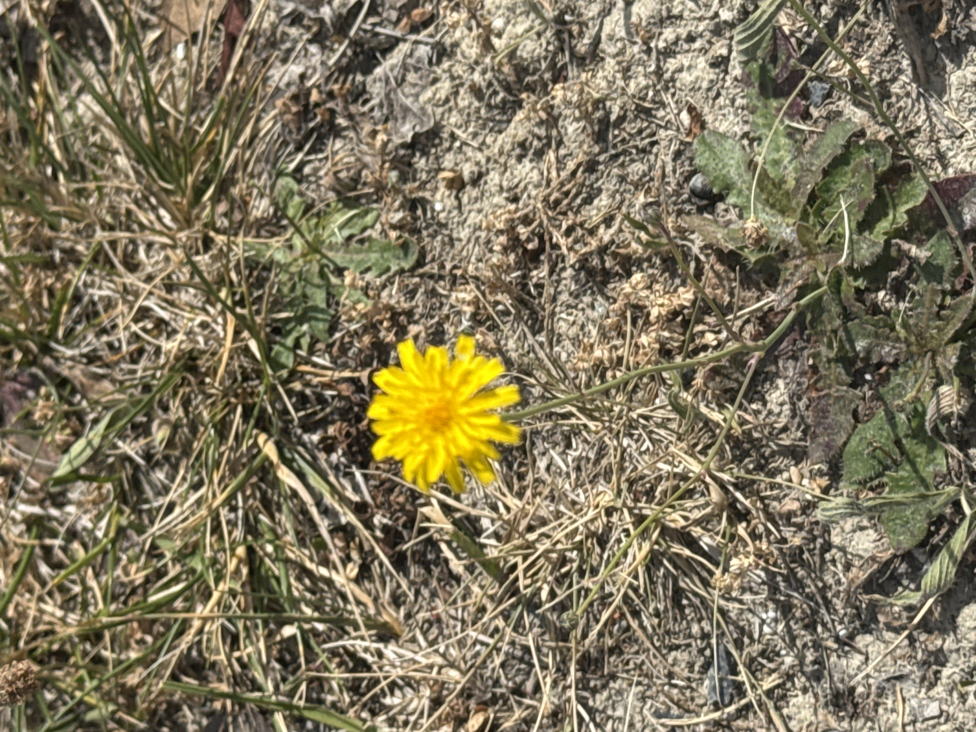 Nature photography session captures wildflowers in Spanish valley