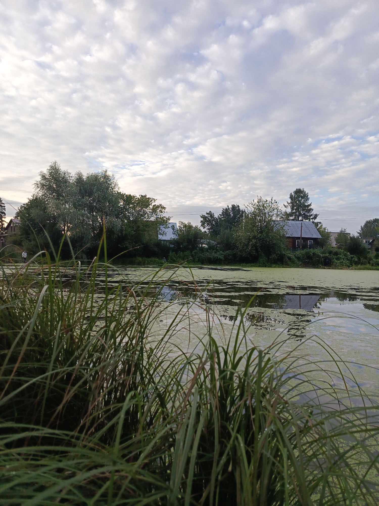 A quiet nature walk through Chaikovsky with a dog in tow