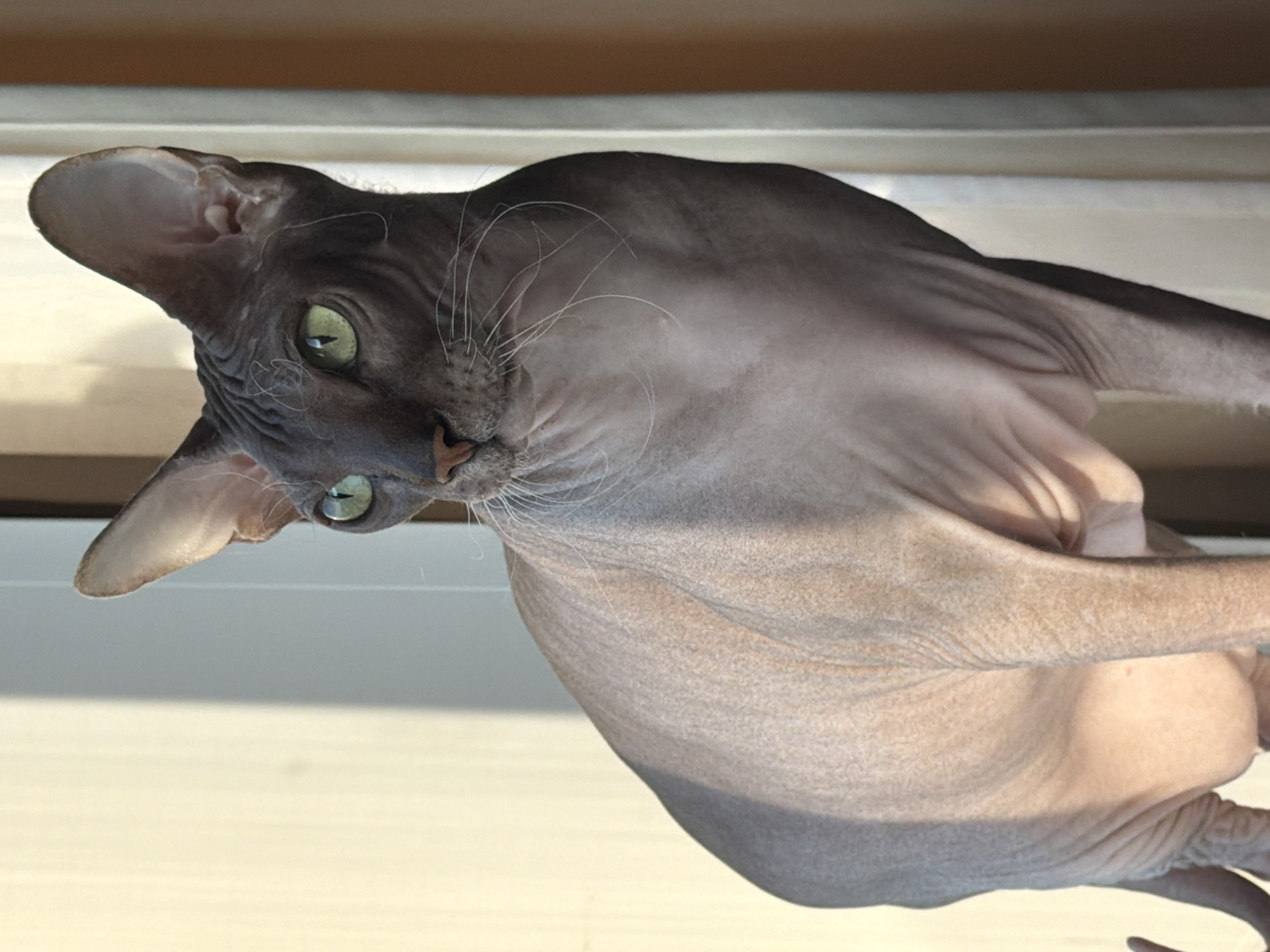 Sphynx cat, windowsills, and a quiet Izhevsk afternoon