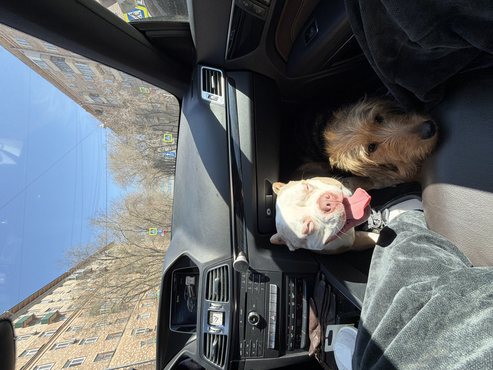 Dogs ride as passengers in Mercedes vehicle in Moscow