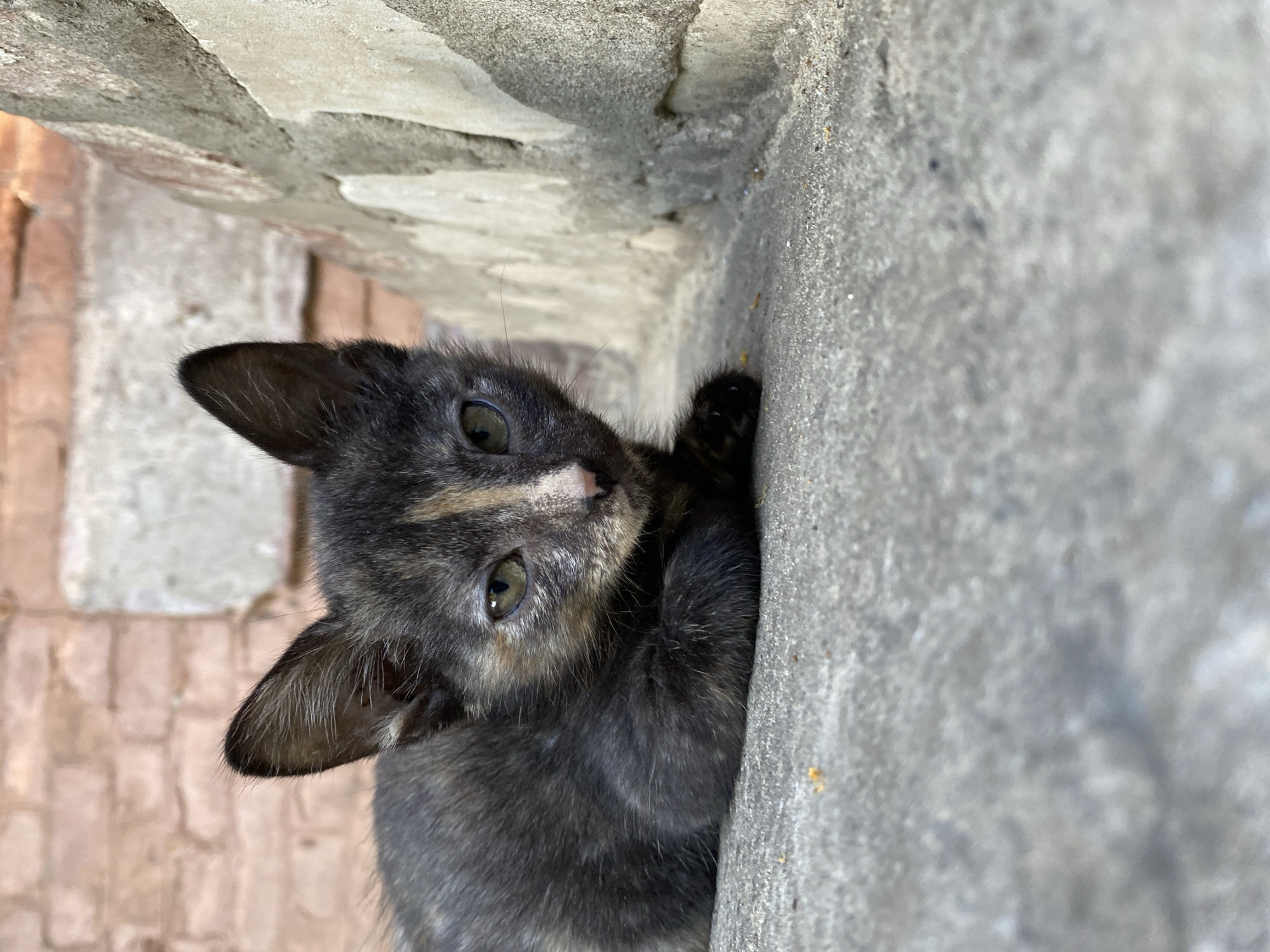 Street kittens on a concrete ledge, up close and curious