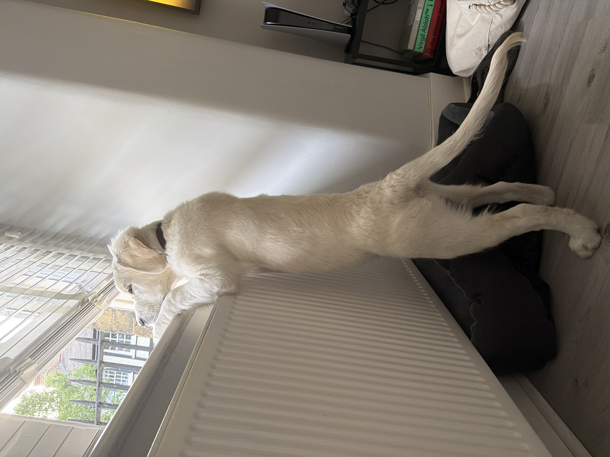 London Evening: Dogs, Urban Fox, Street Art Spotted
