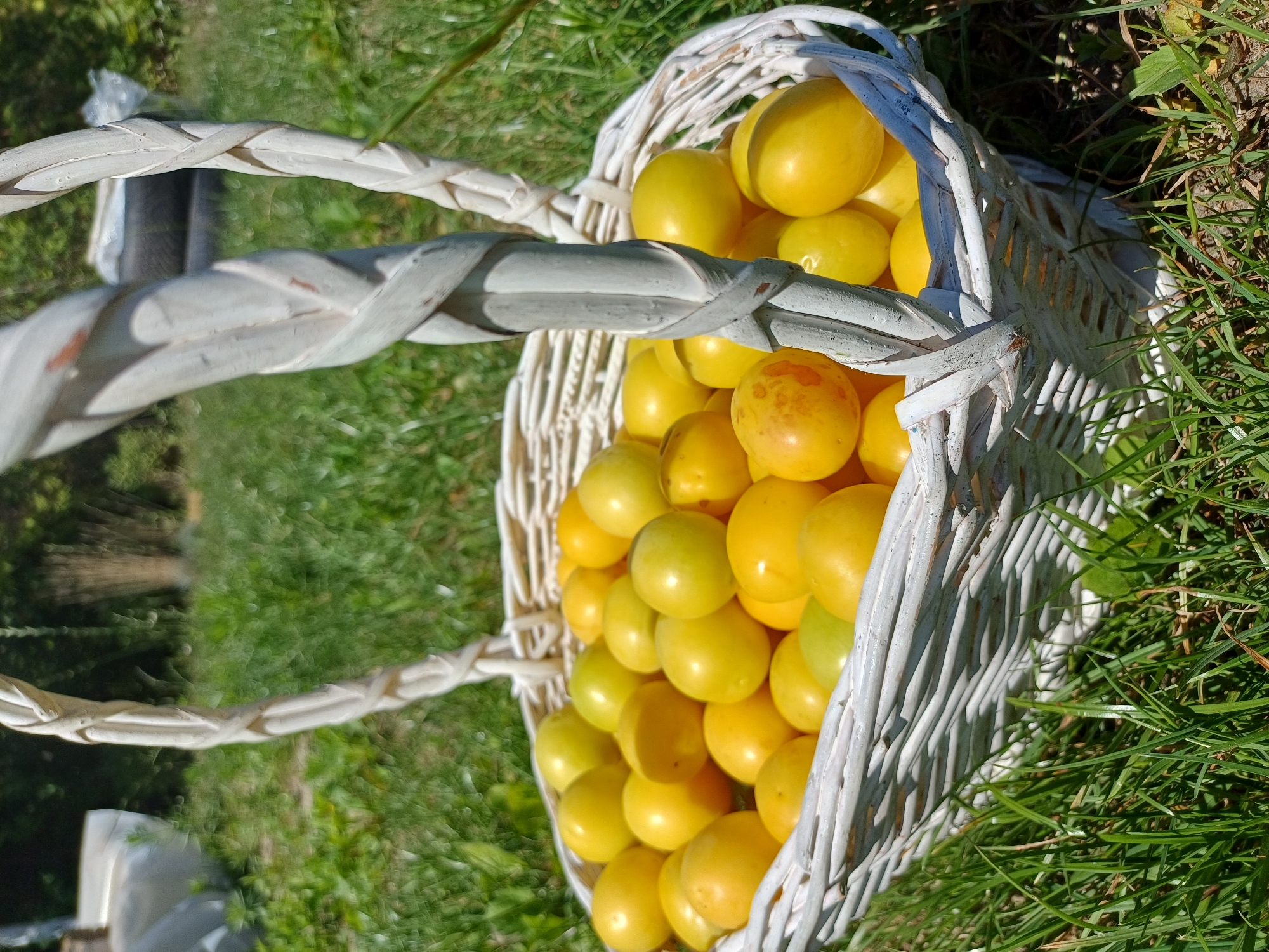 Sulymivka garden in full summer — fruit, flowers, and harvest