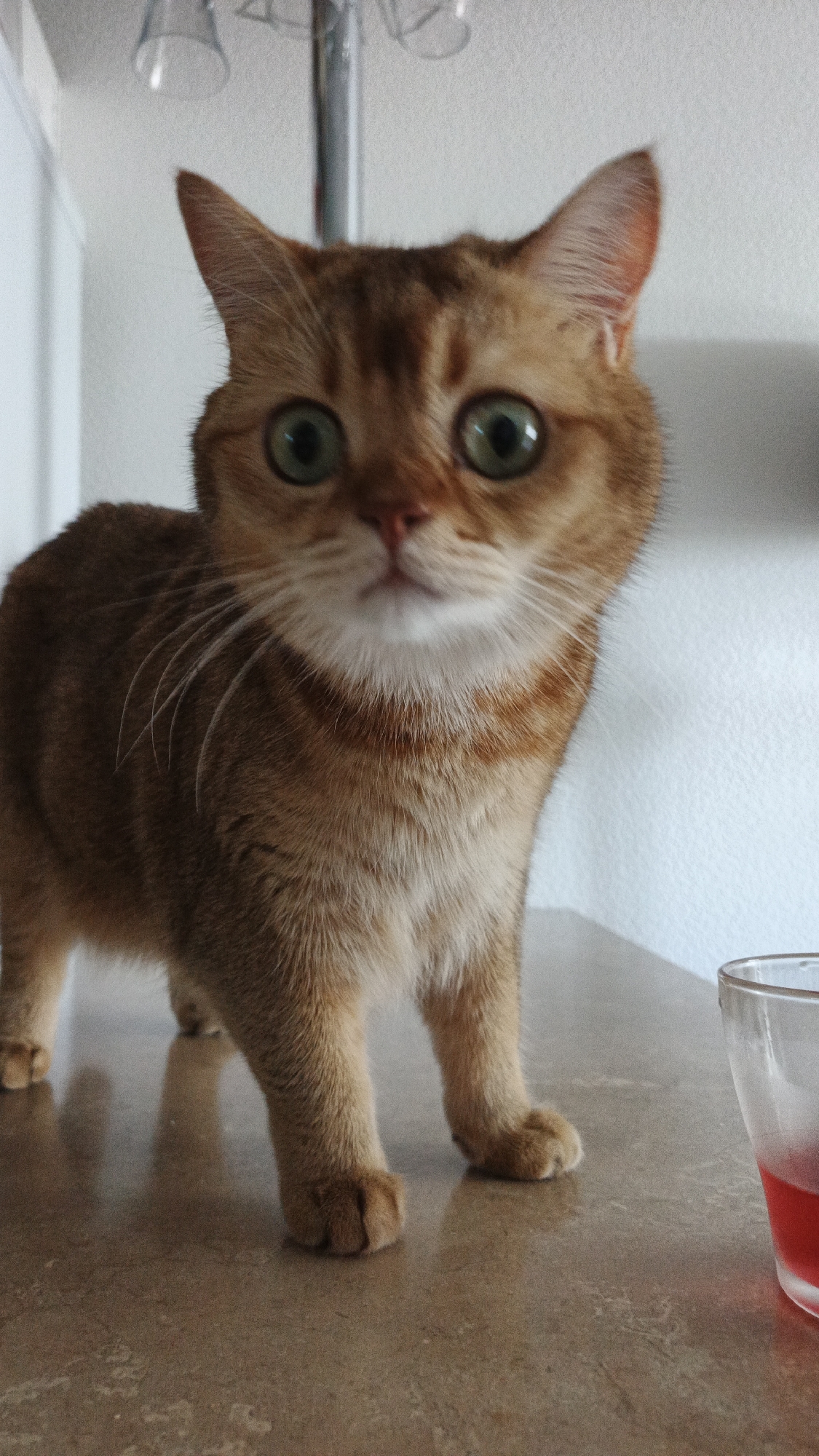 Ginger cat explores a Yekaterinburg apartment, eyeing the cityscape