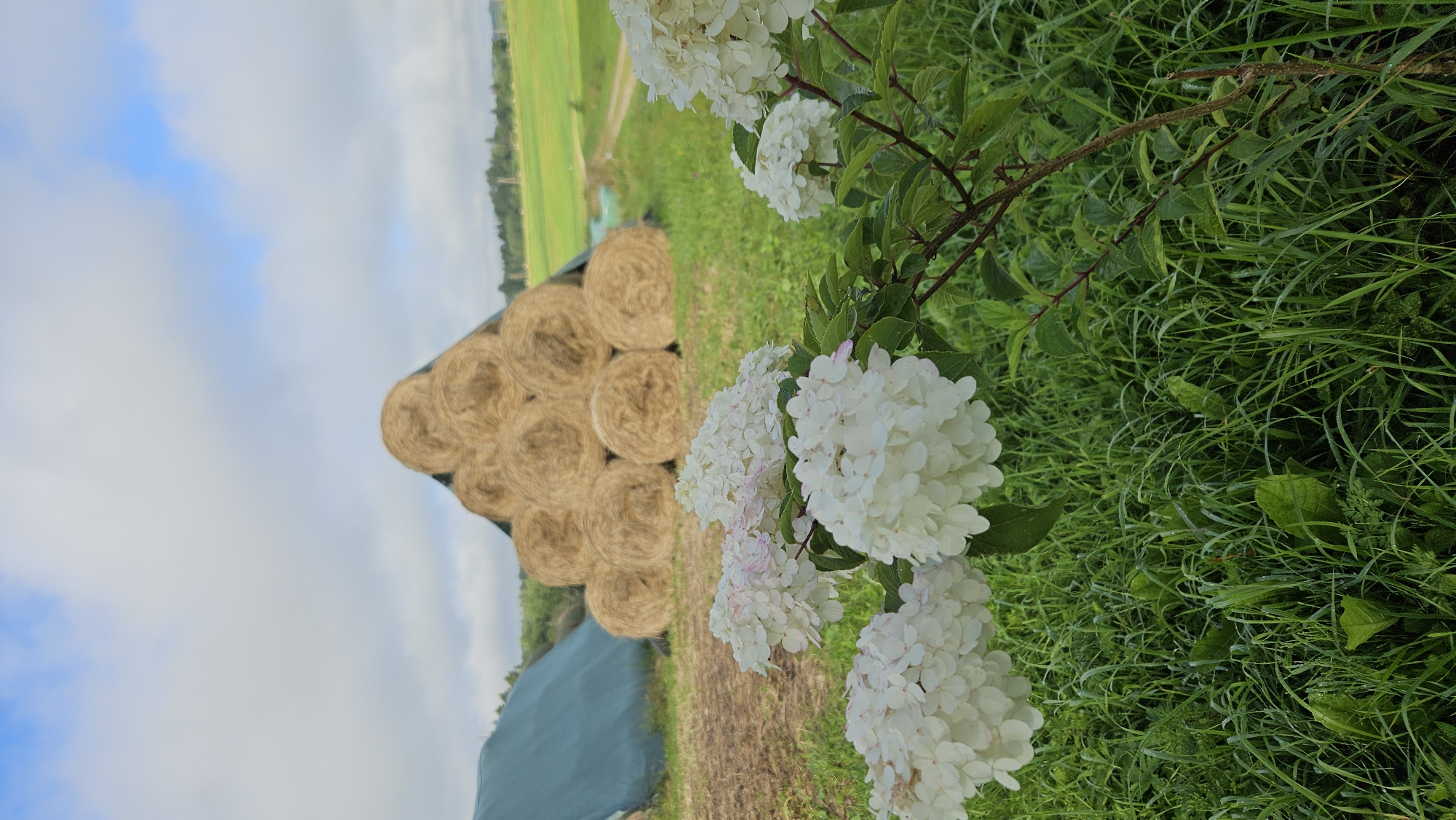 Latvian countryside morning: hay bales, hydrangeas, and swallows on the wire