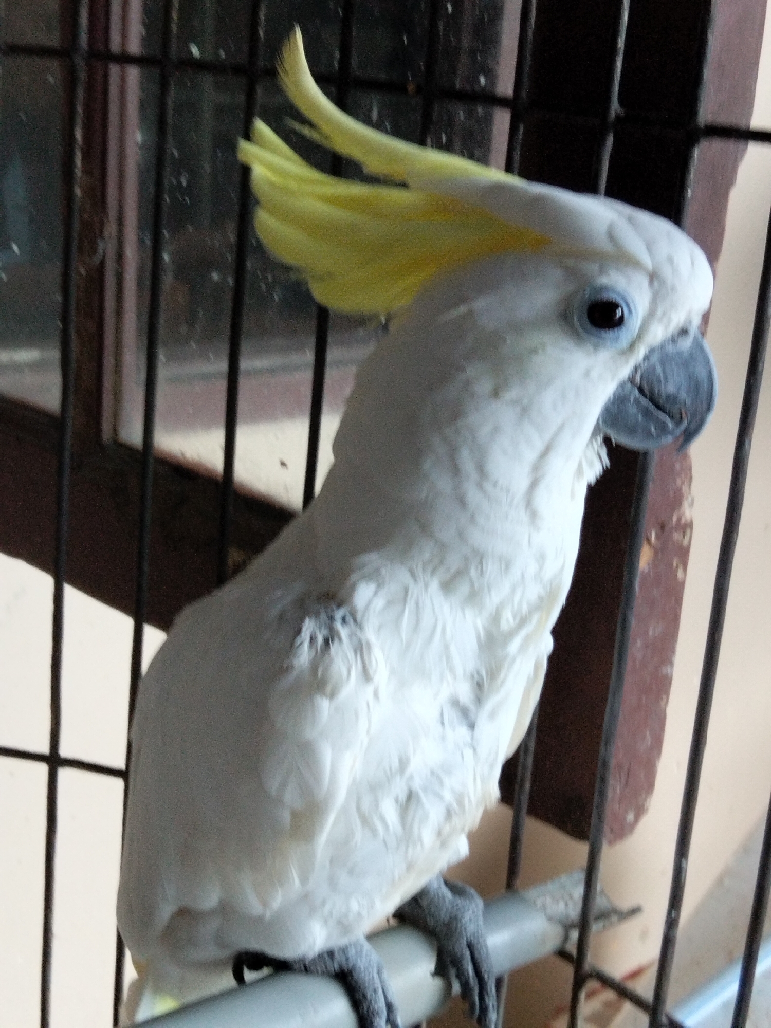 Birds, collectibles, and everyday moments inside a Depok home