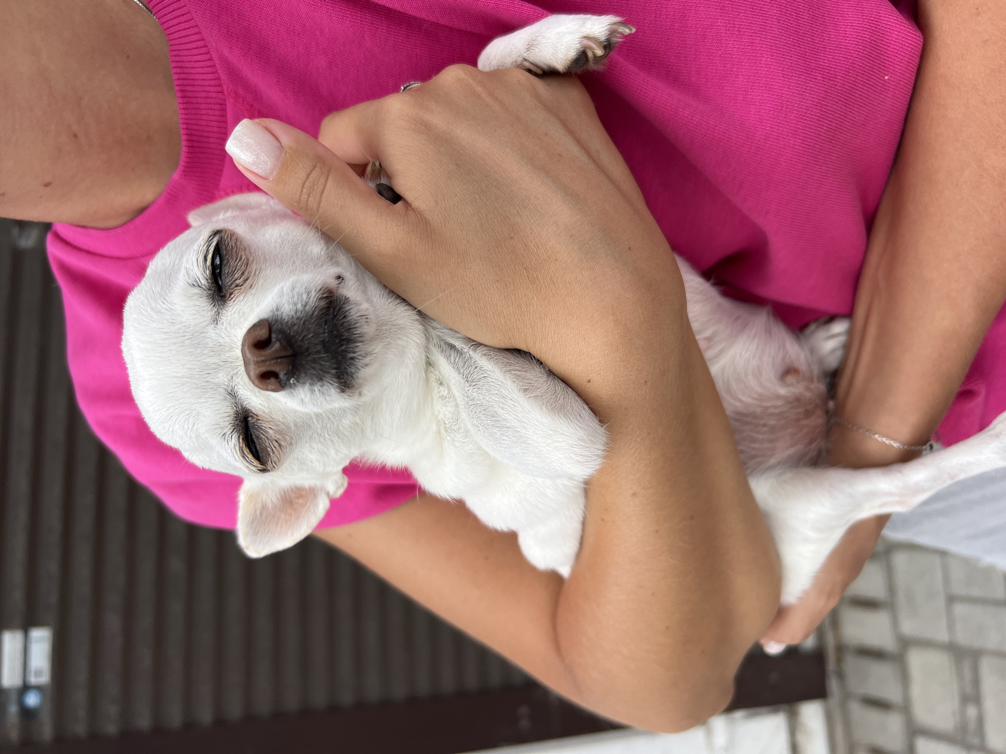 Sleepy white Chihuahua cradled close in Kryzhanivka