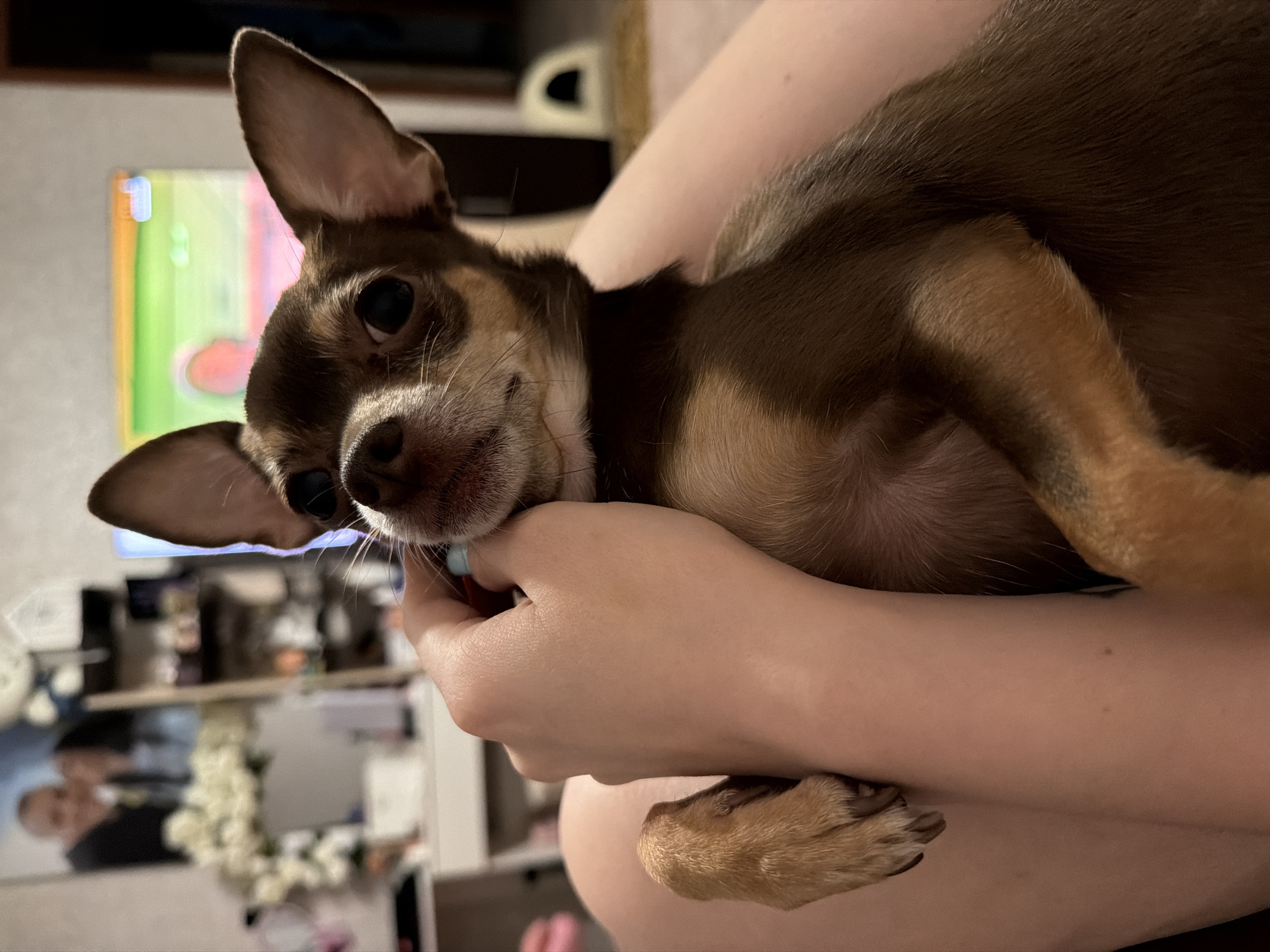 Chihuahua lounges through a soccer night on the couch